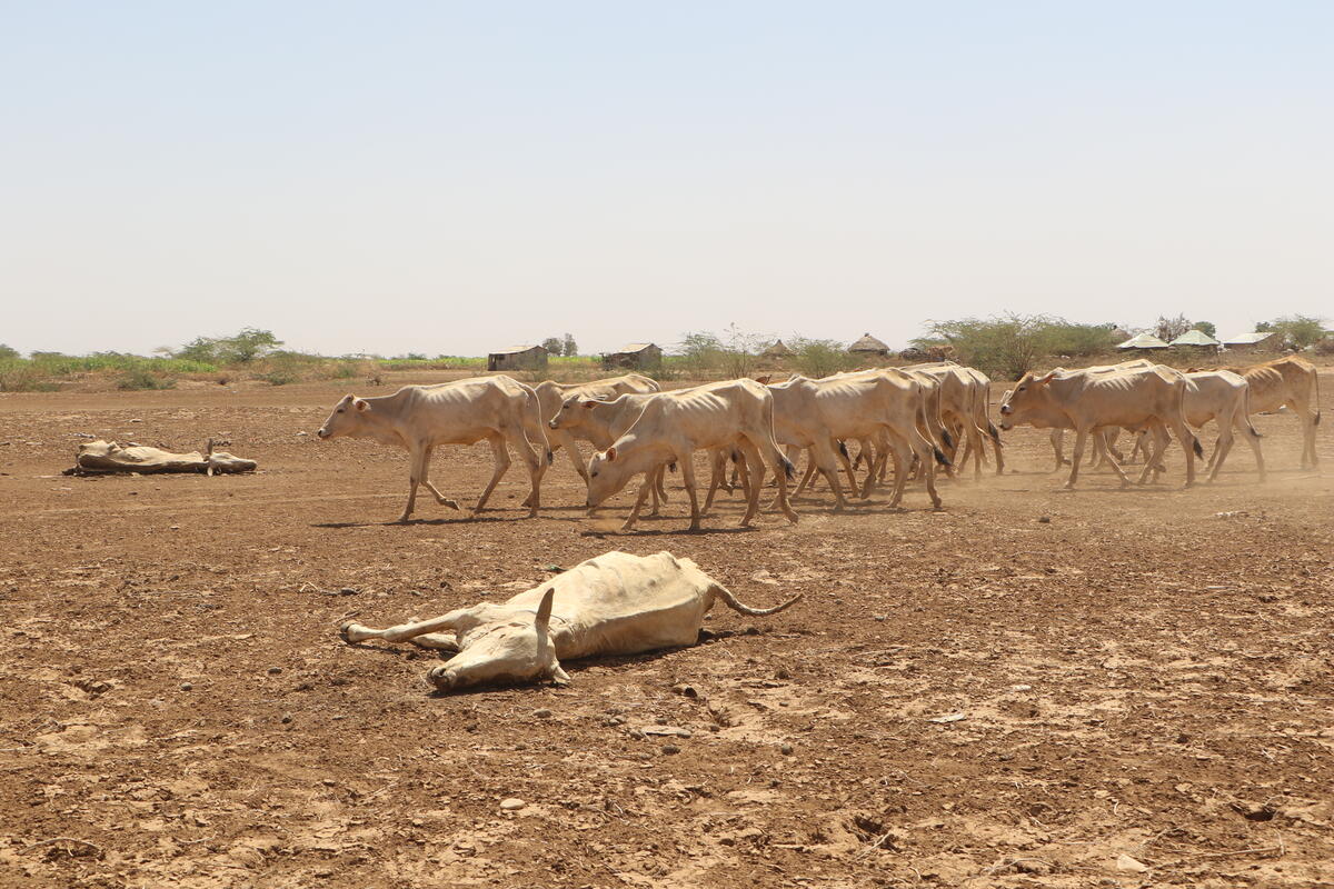 Prolonged drought and hunger have caused monkeys to attack livestock out of hunger