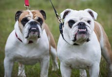 English bulldogs ‘much less healthy than other dogs due to breed traits’