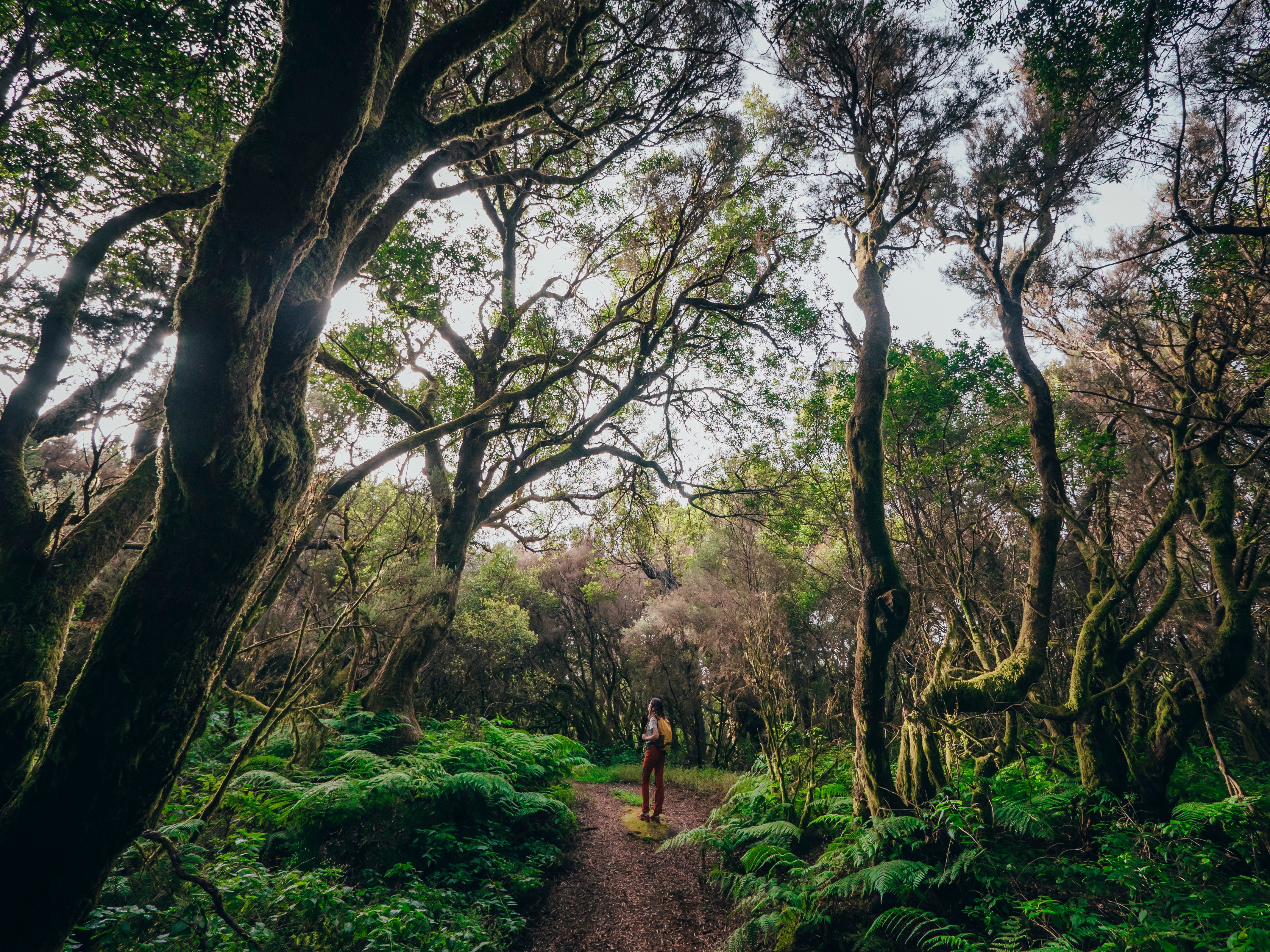 Forests on El Hierro