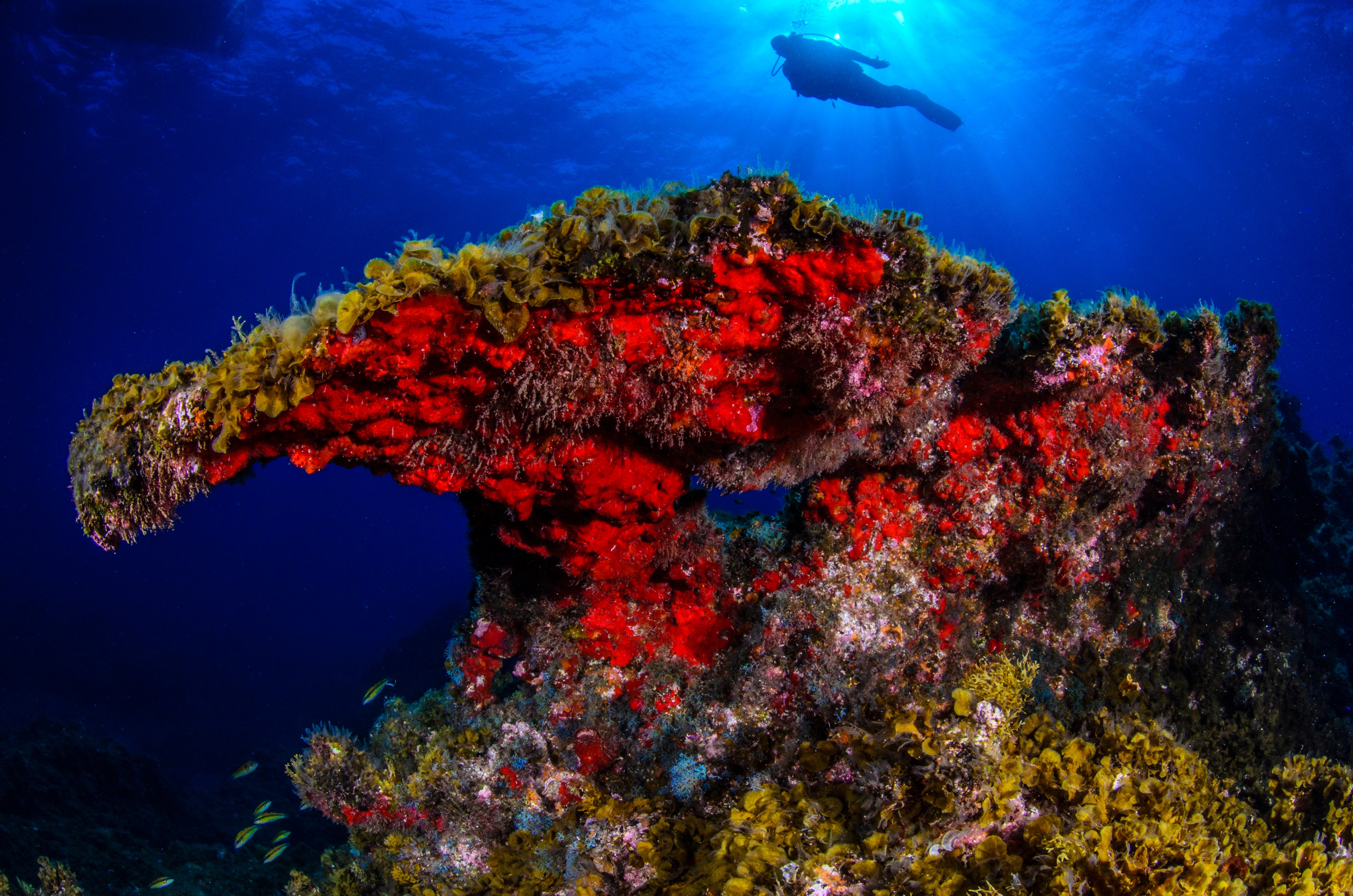 One of the reefs off El Hierro