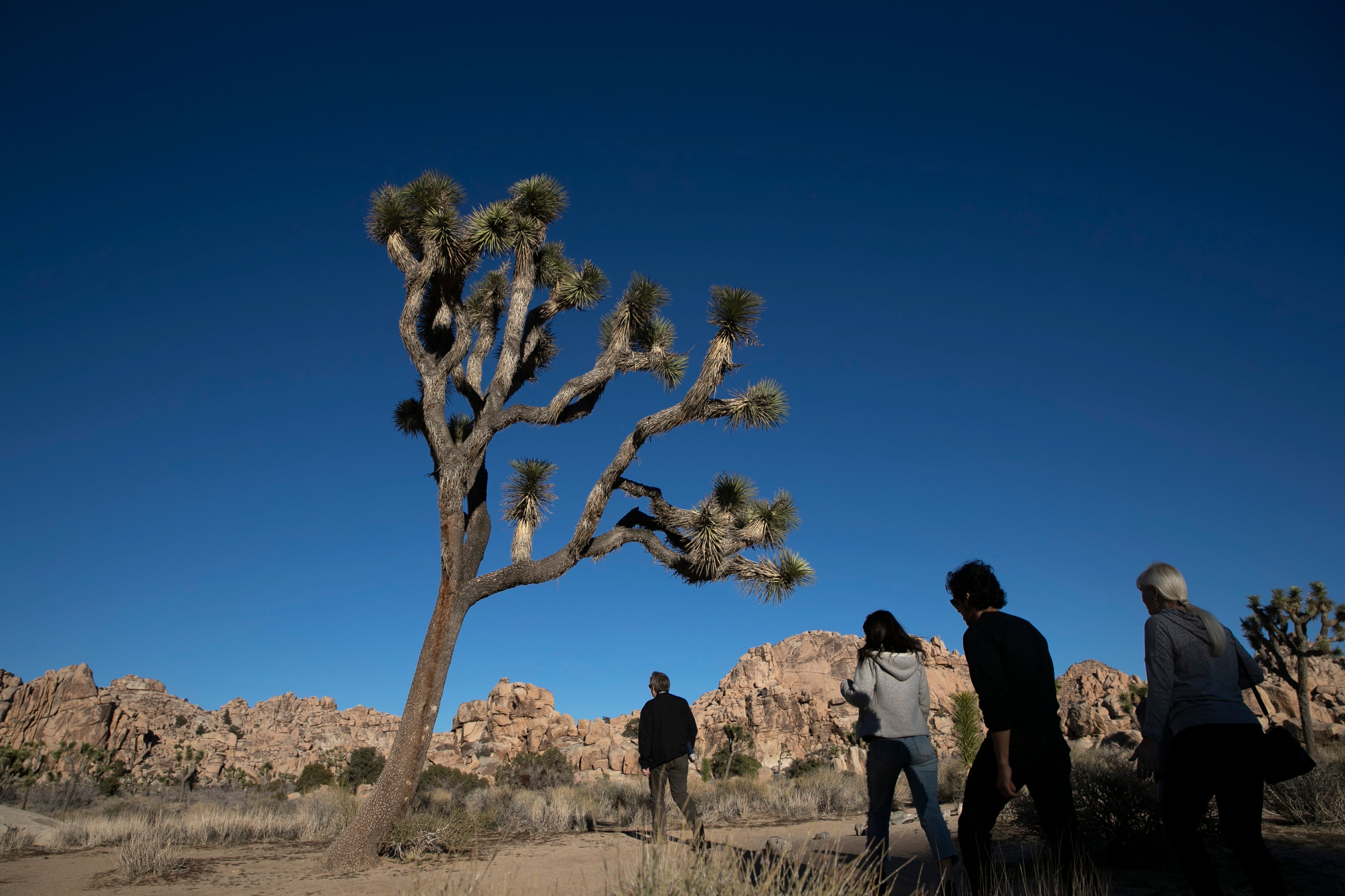 Joshua Tree California