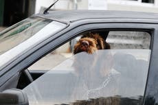 RSPCA investigator calls for people who leave dogs in hot cars to face fines