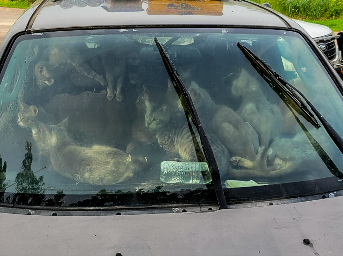 Animal Humane Society helped remove 47 cats from a van in Minnesota and provided them with much-needed care