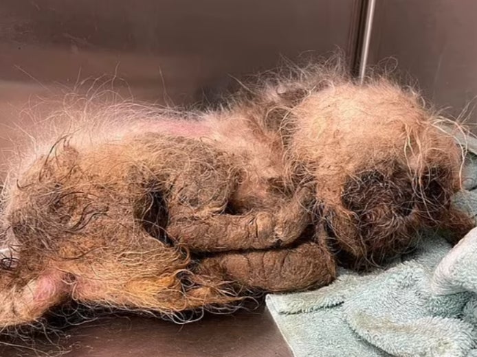 A Shih Tzu dog, called Parker, that had been tossed over a fence and into the dumpster belonging to Tri-County Humane animal rescue and shelter in Boca Raton, Florida. The dog was taken for veterinary treatment, where two pounds of hair and filth were removed and its festering wounds closed.