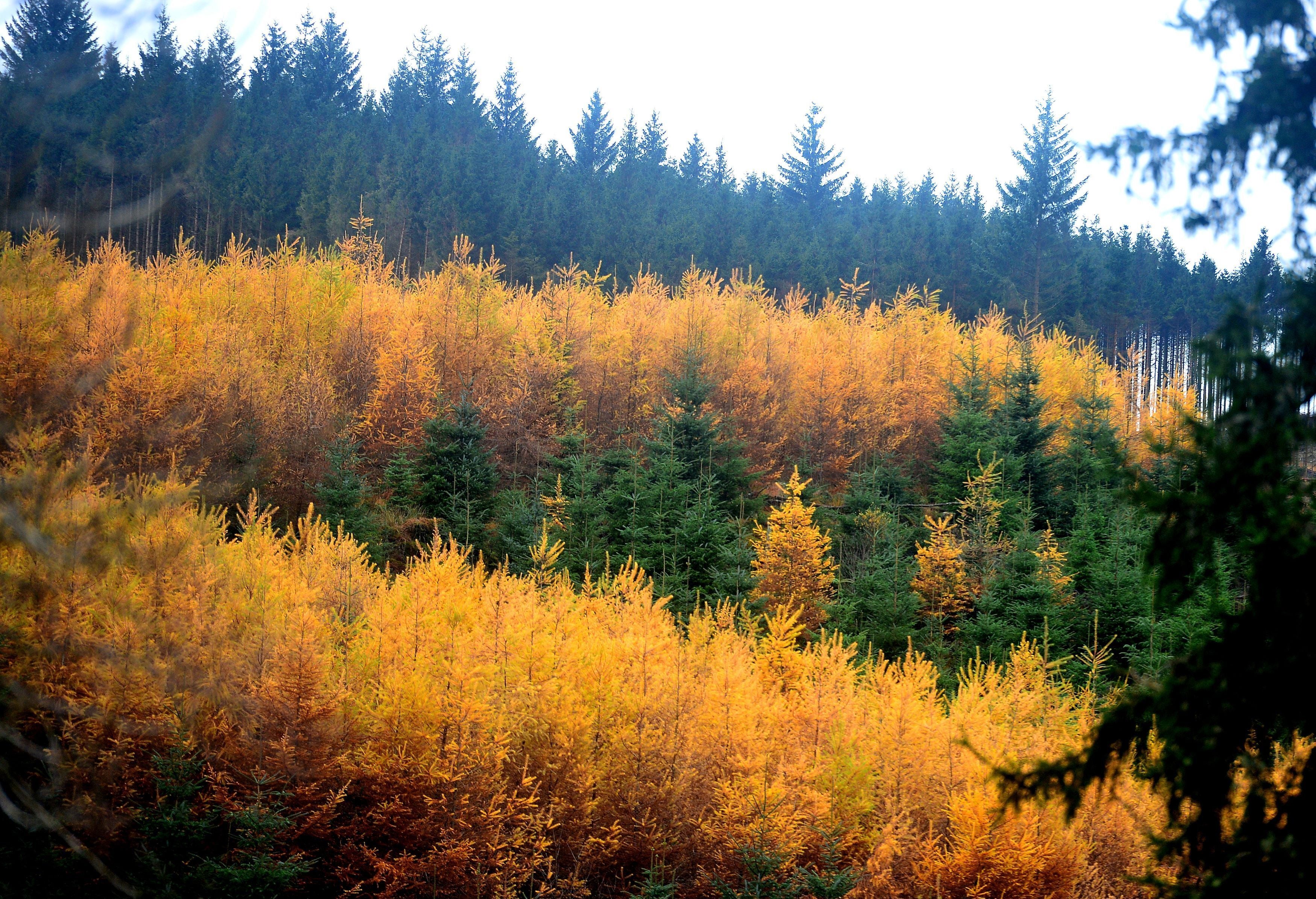 Trees (Owen Humphreys/PA)