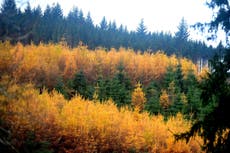 Tree planting rates static despite Government pledge to boost woodland creation