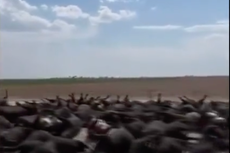 Heat wave kills ‘thousands’ of cows in Kansas