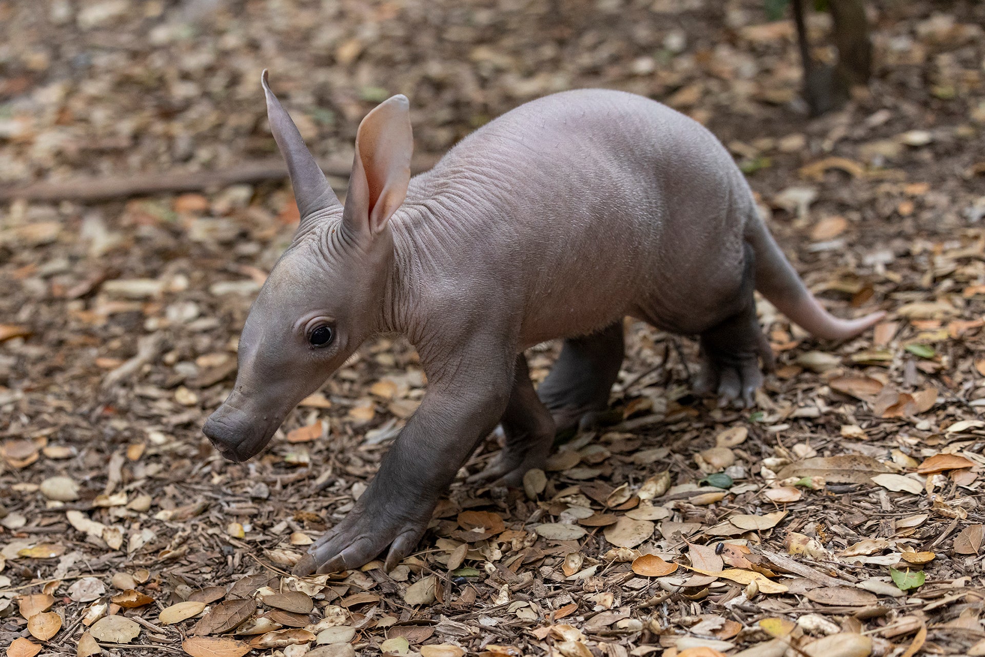 Aardvark Pup