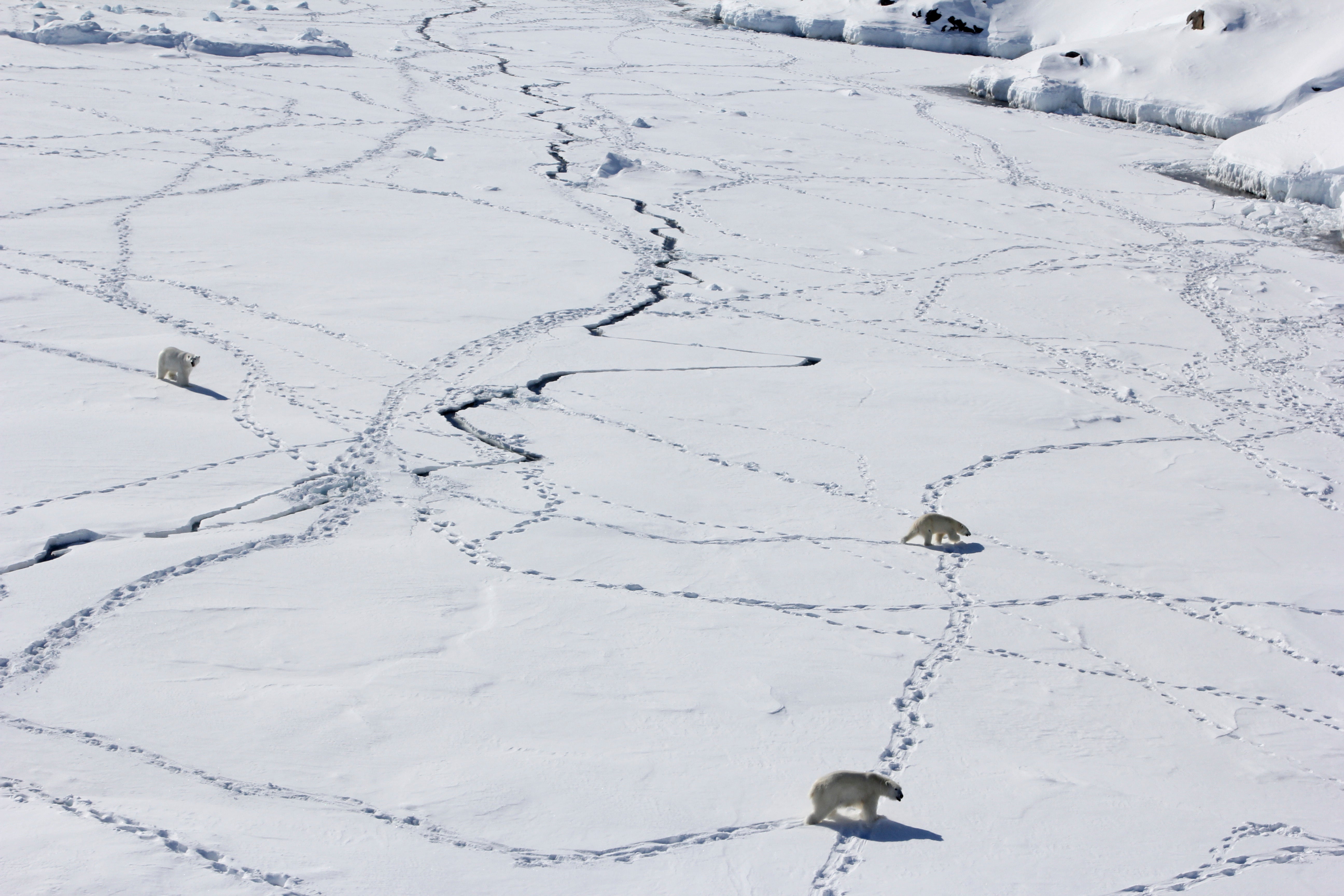 Three adult polar bears walk in Southeast Greenland in April 2015 over sea ice during the limited time when it is available