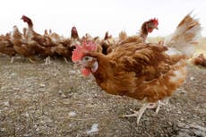 Bird flu outbreak waning but threat of virus lingers