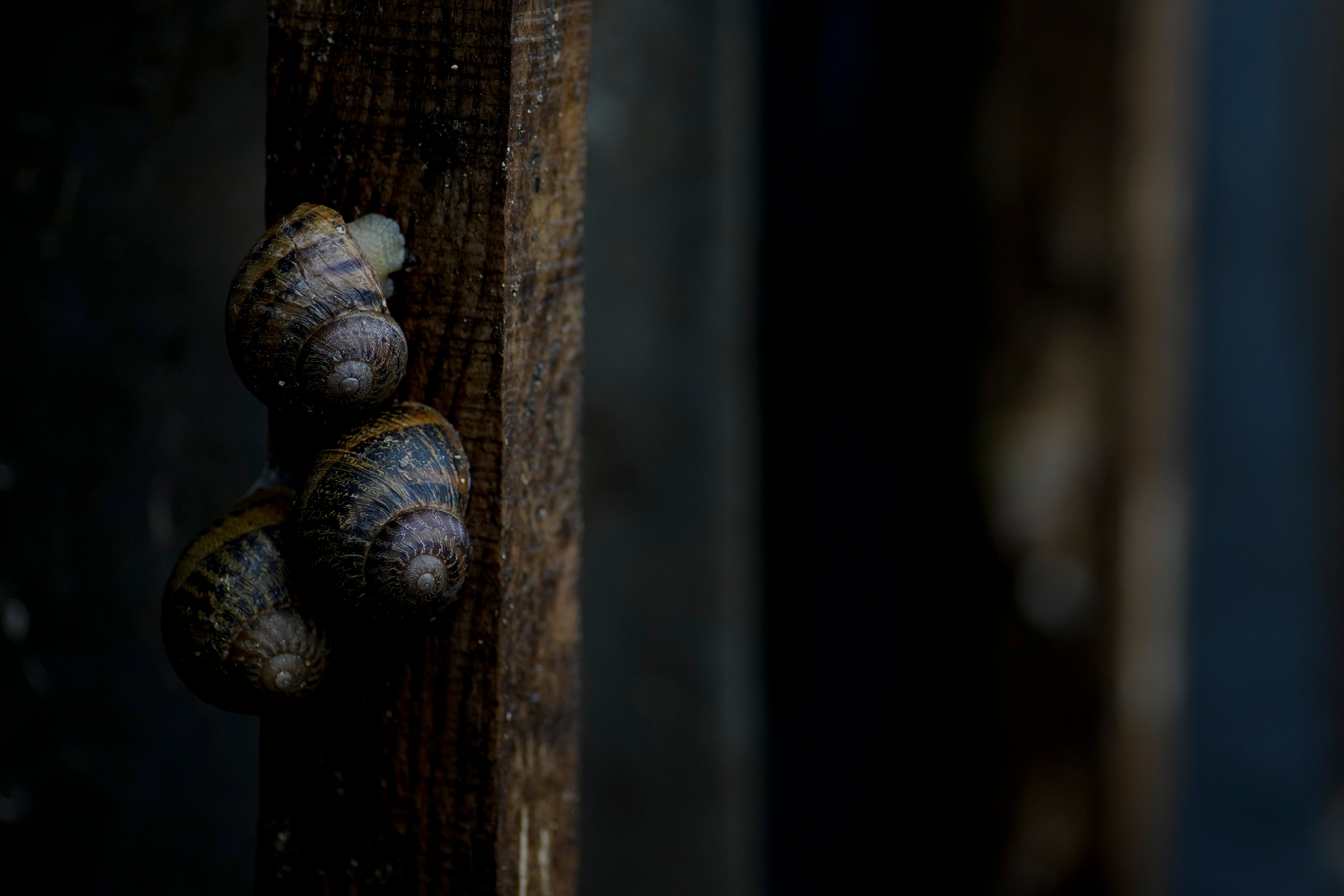 Russia Ukraine War Saved by Snails