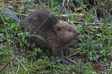 Beaver dams cut flood risk on Cornish site, say researchers