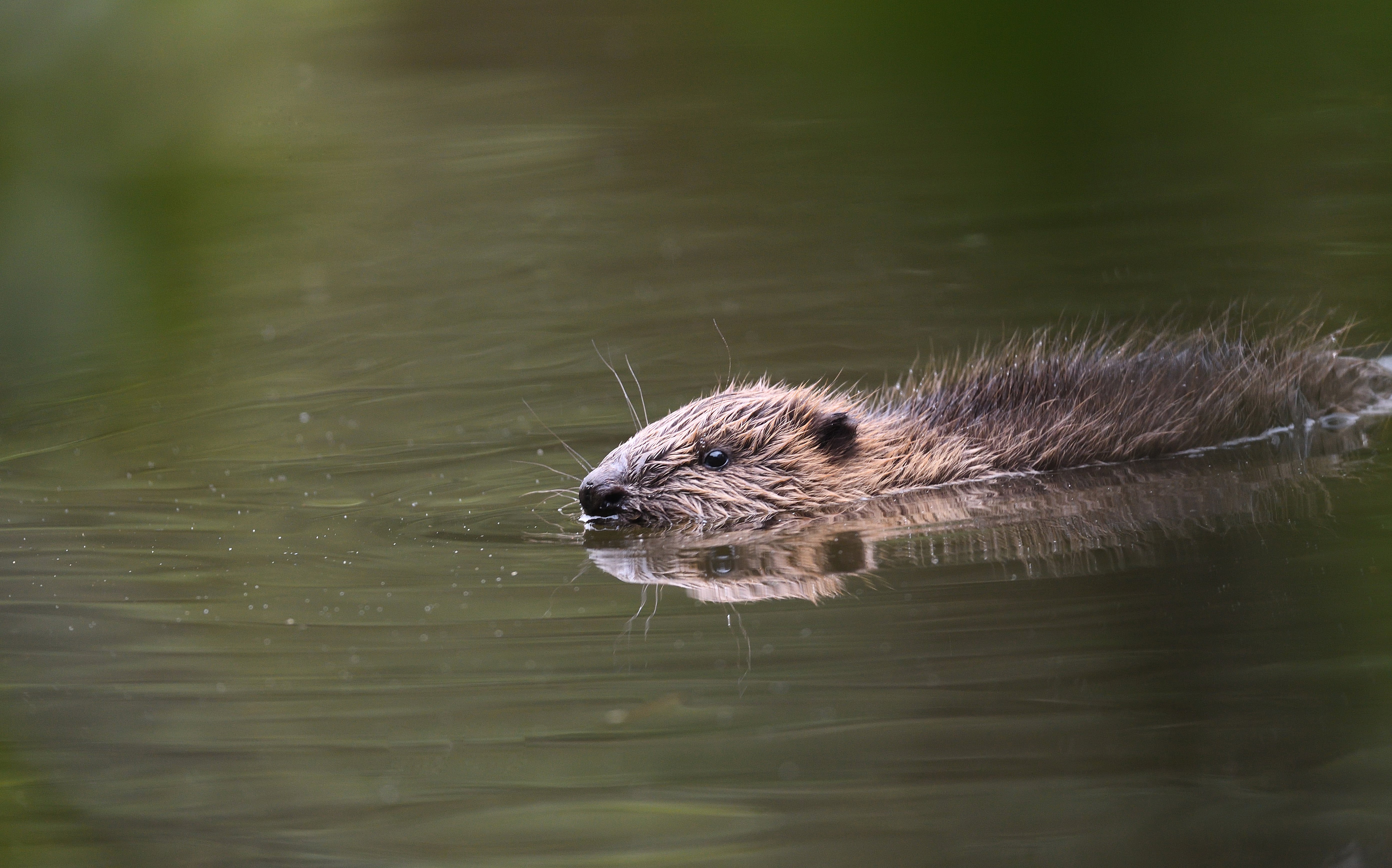 New legal protections for wild beavers in England a ‘gamechanger’ conservationists say 