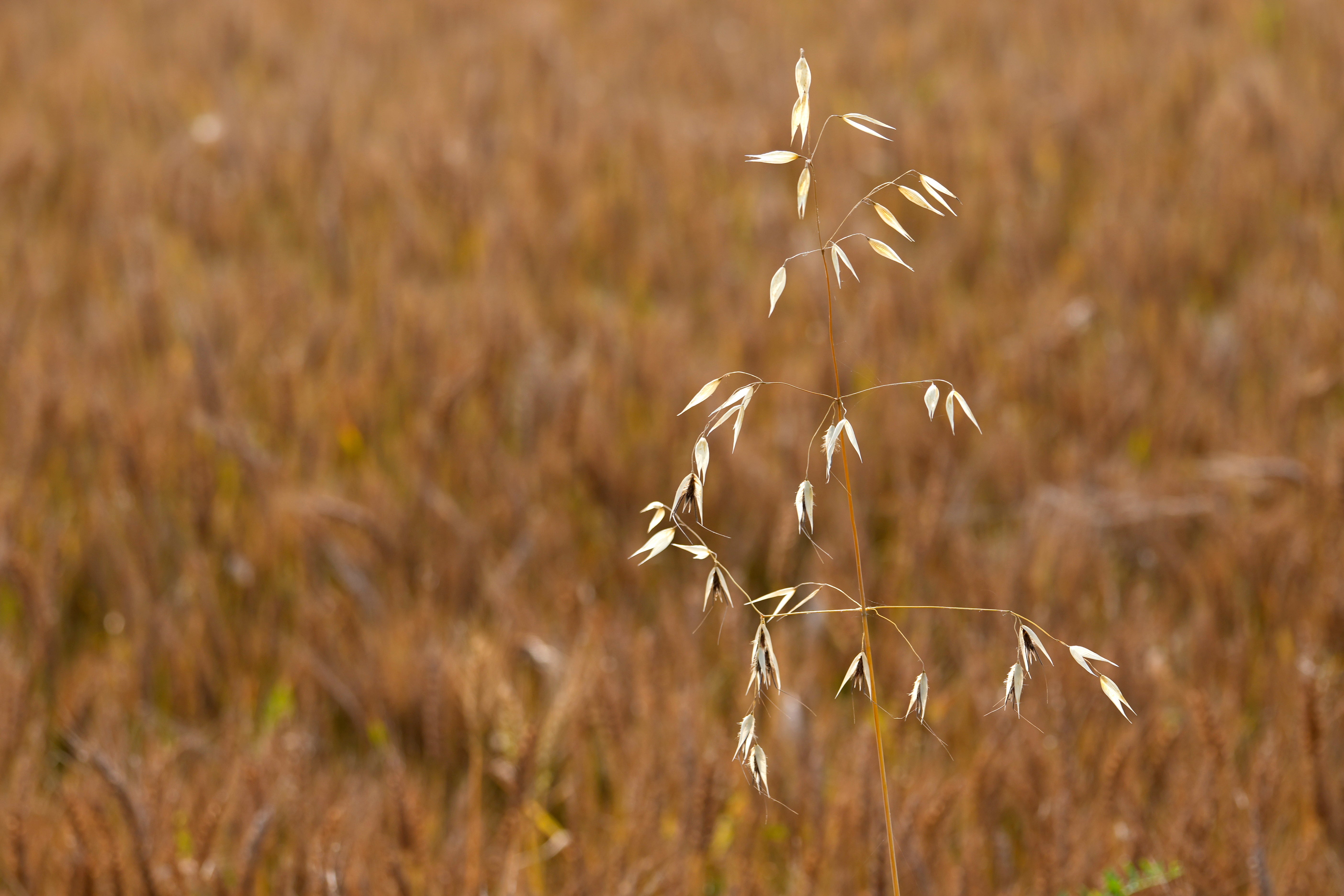 Emergency irrigation measures are being called for to save crops