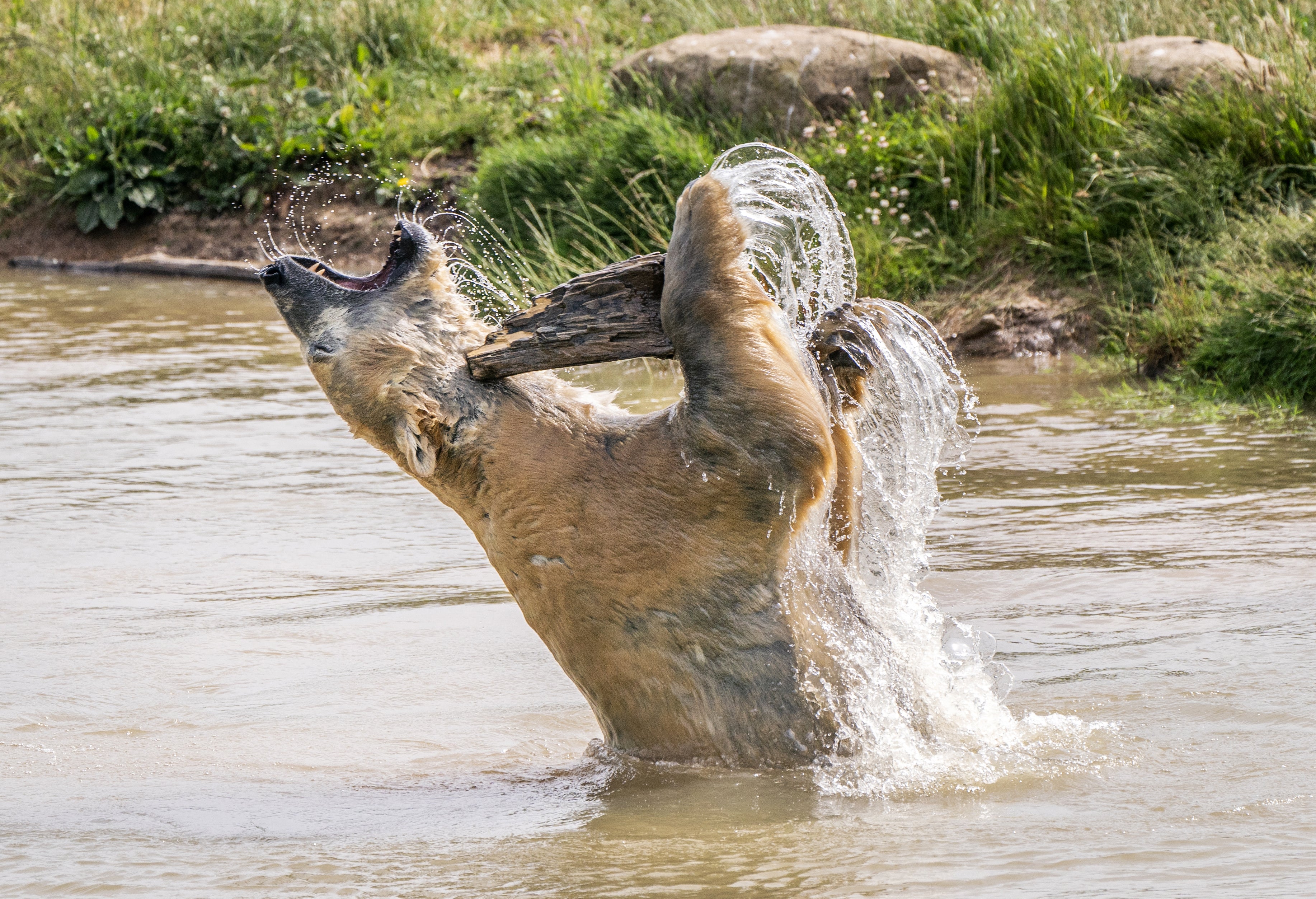 Nobby the polar bear cools down as he plays in a lake at the Yorkshire Wildlife Park in Doncaster (Danny Lawson/PA)