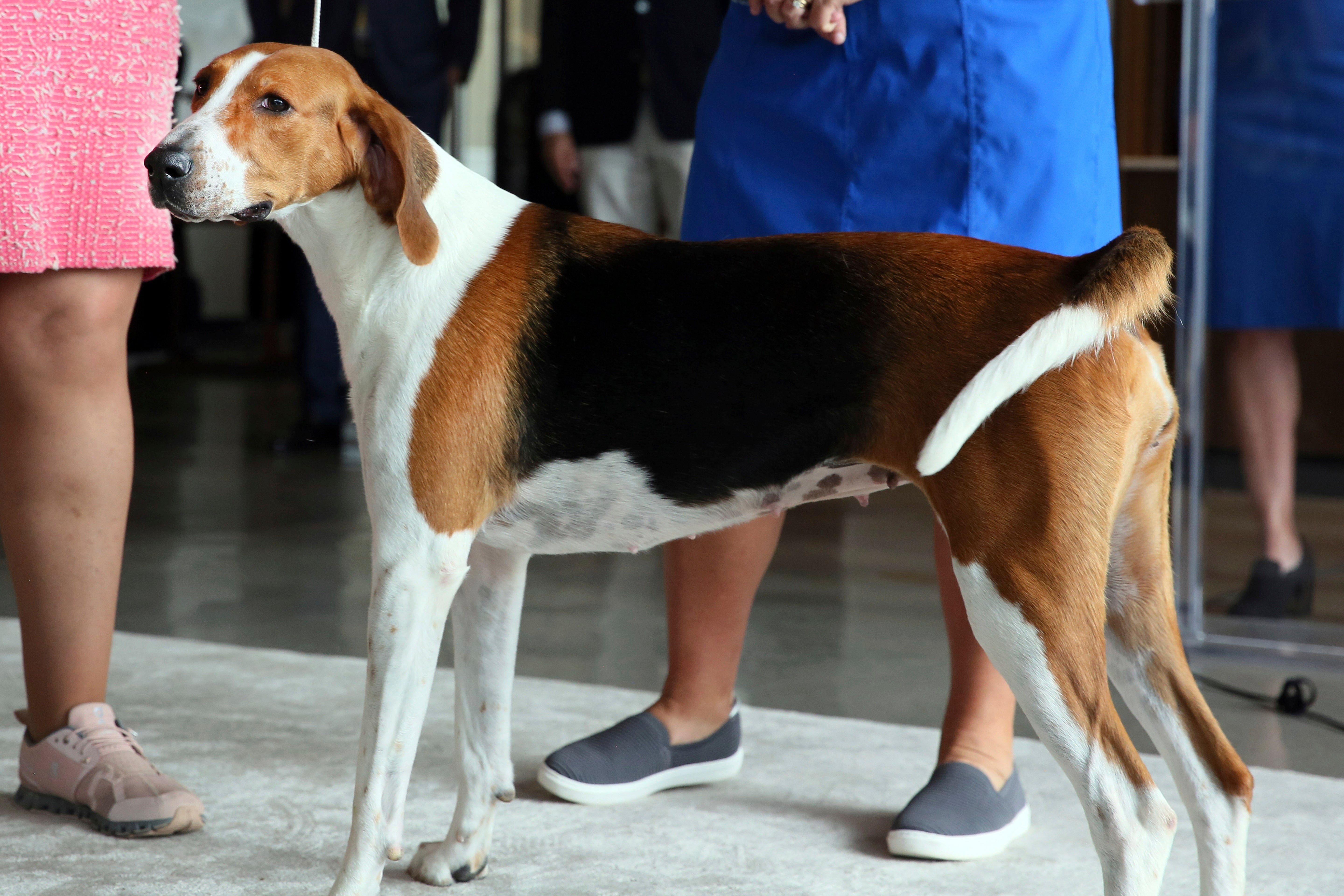 Dog Show Caring for Veterinarians