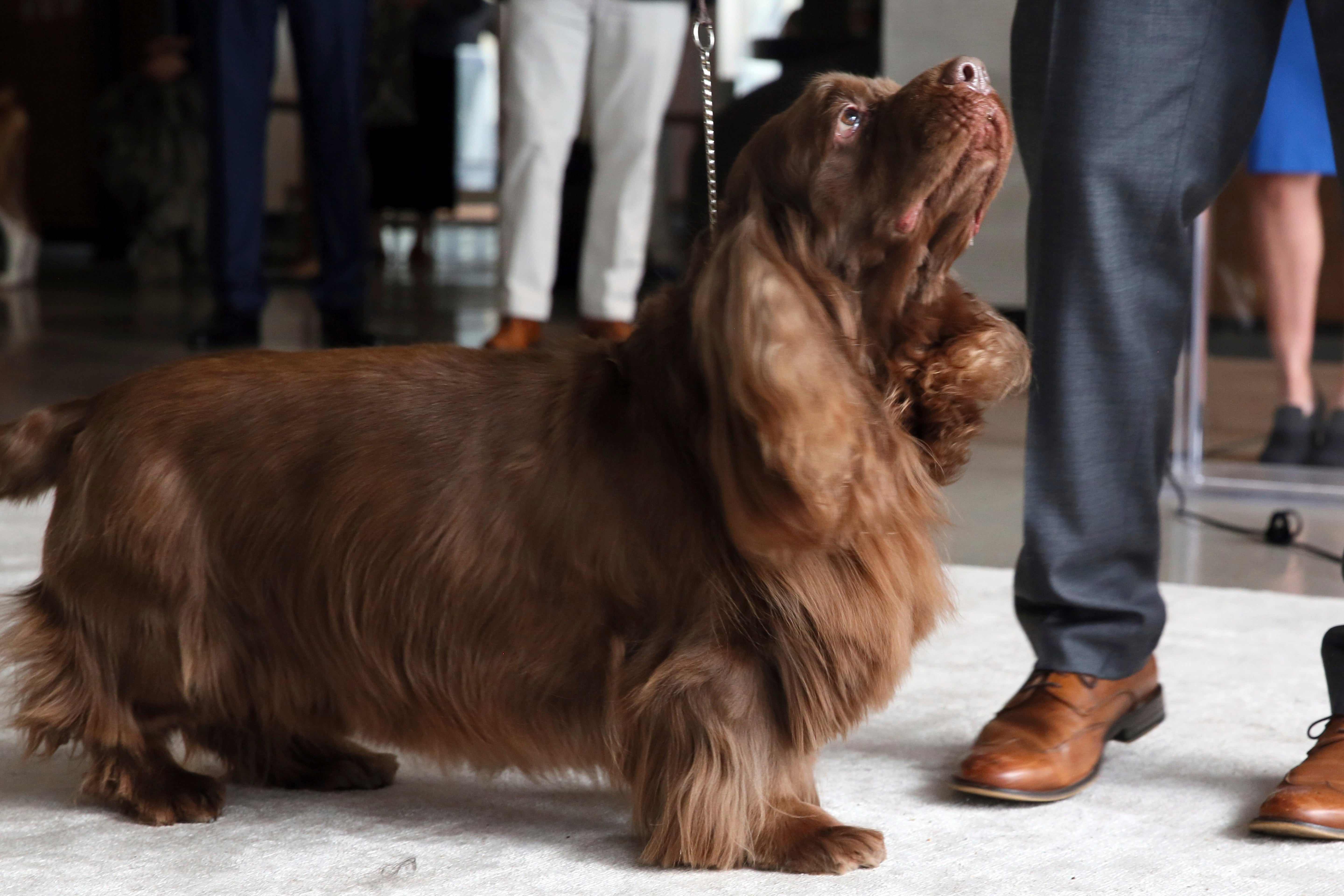 Dog Show Caring for Veterinarians