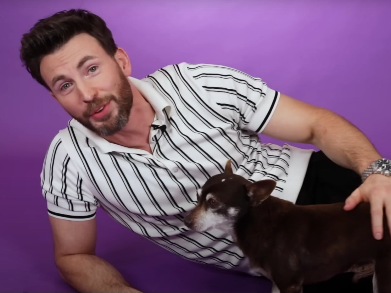 Chris Evans pets a senior dog during an interview