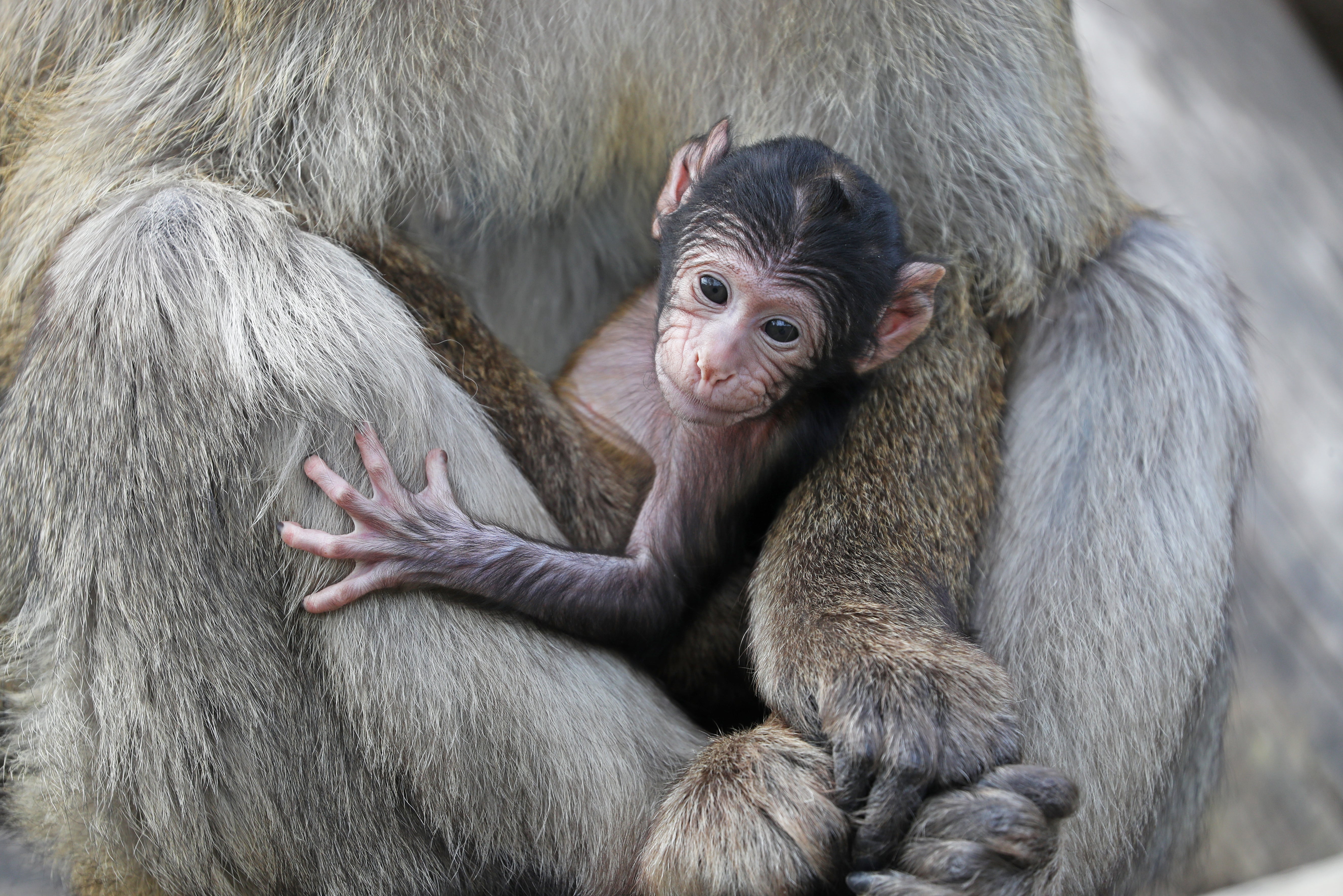 A young Barbary macaque at Blair Drummond Safari Park (PA)