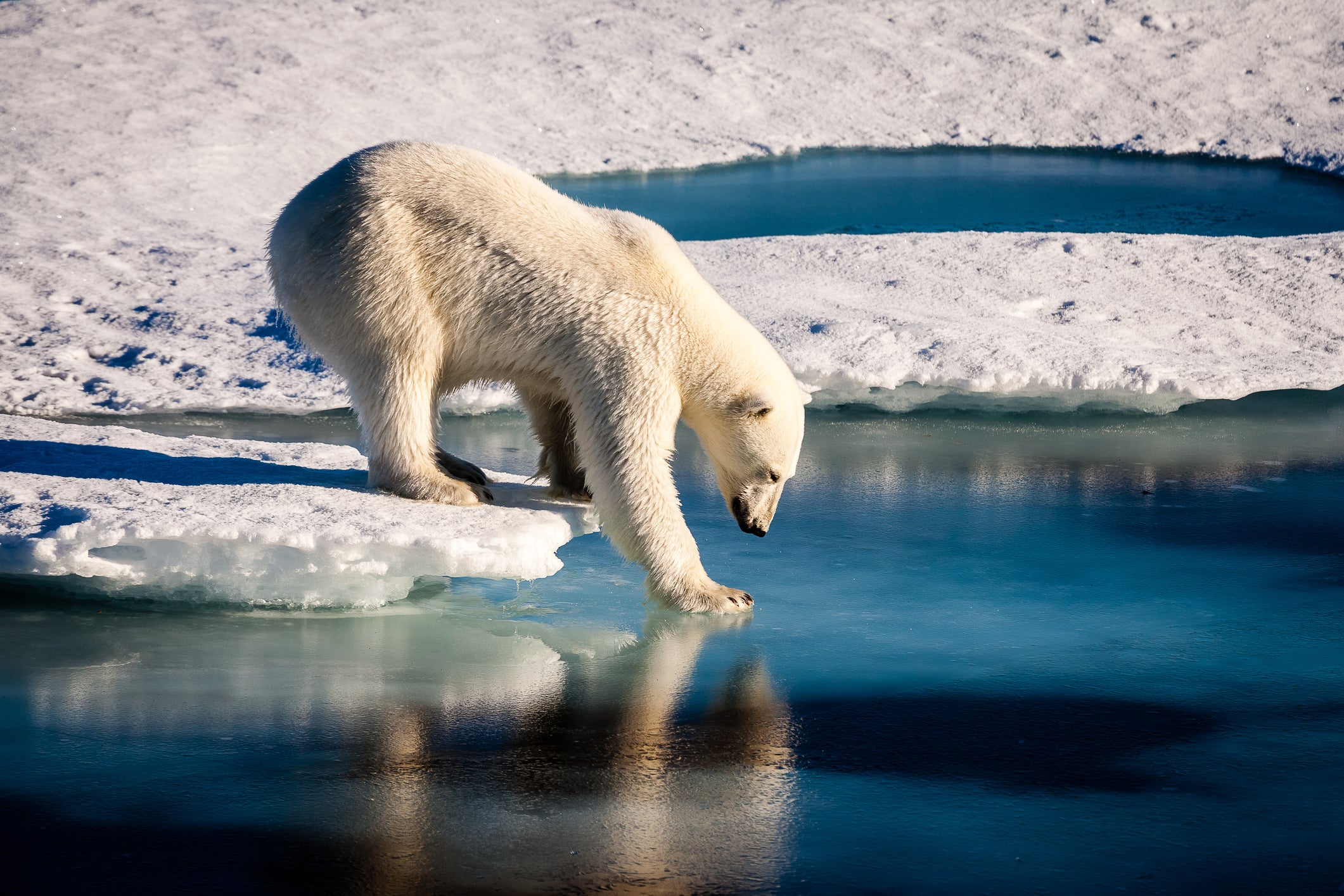 Tourist ships must abide by new rules to protect polar bears