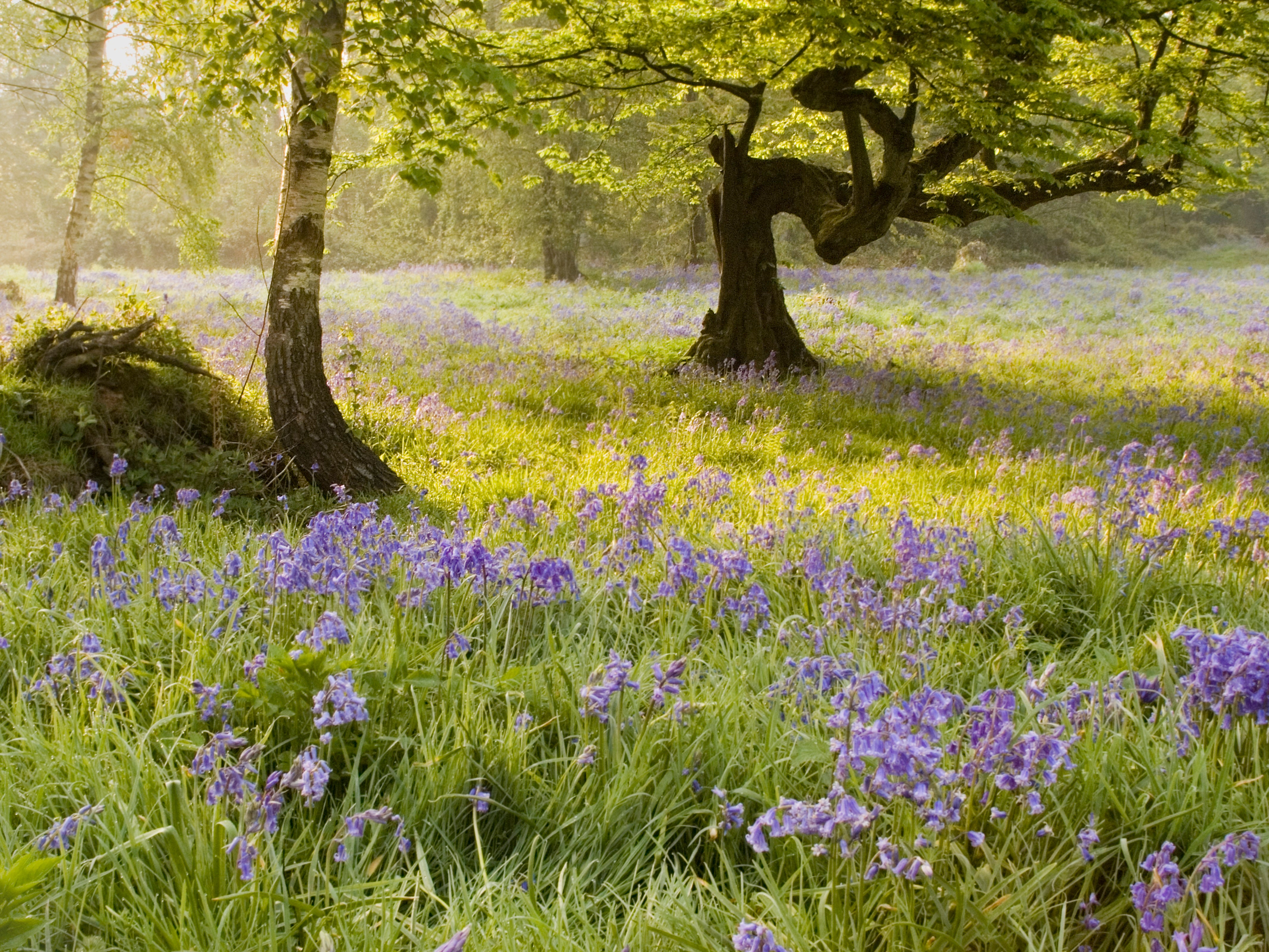 Ashenbank Wood (Georgina Smith/WTML/PA)