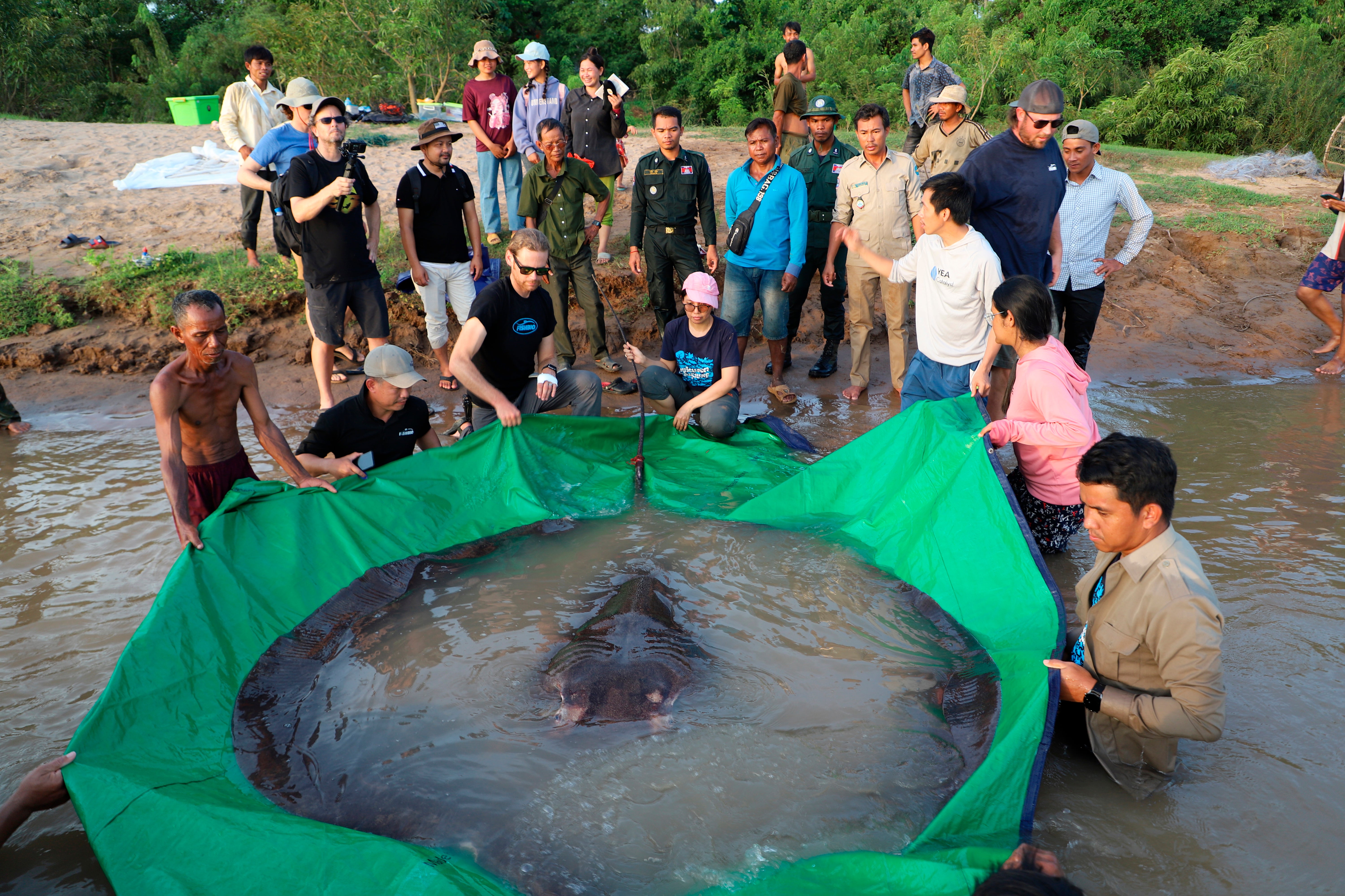Cambodia Giant Stingray