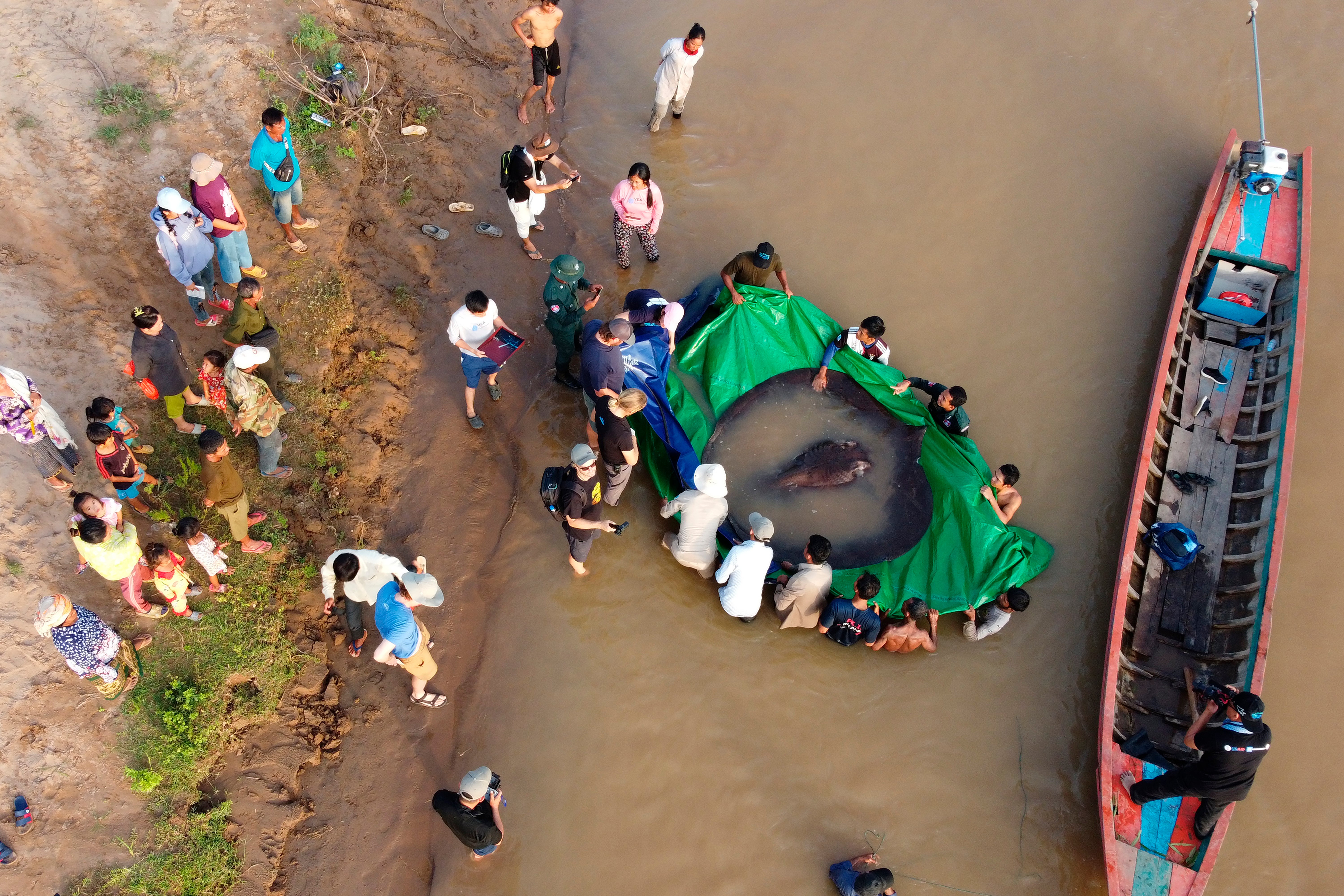 Cambodia Giant Stingray