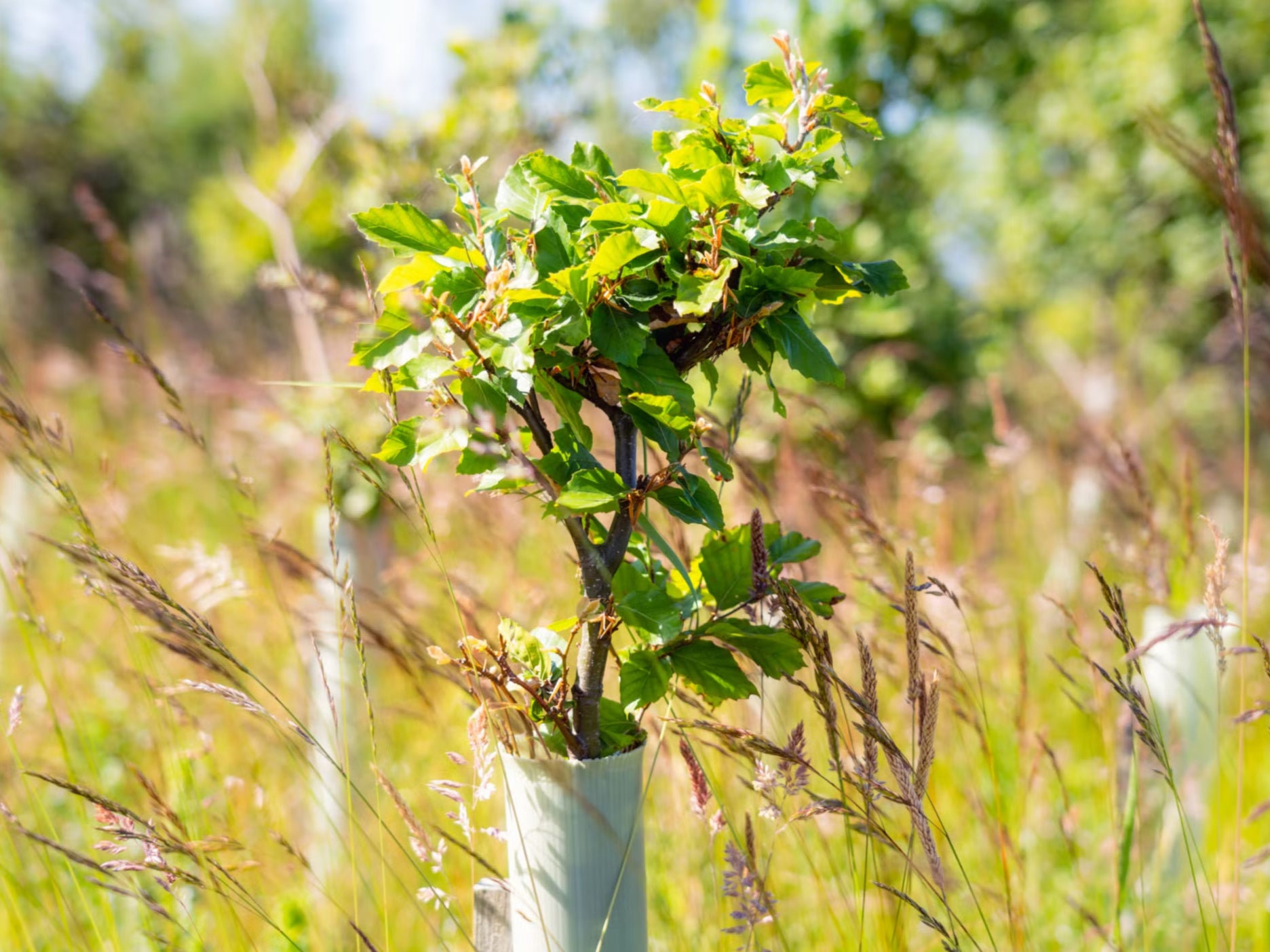 Targets set in 2019 not even close to being met, says forestry organisation