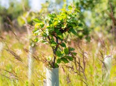 ‘Total policy failure’: Government less than half way to hitting annual tree planting target