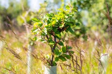 ‘Total policy failure’: Government less than half way to hitting annual tree planting target