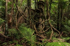 Parasitic, tree-strangling vines are running rampant due to climate change: experts 