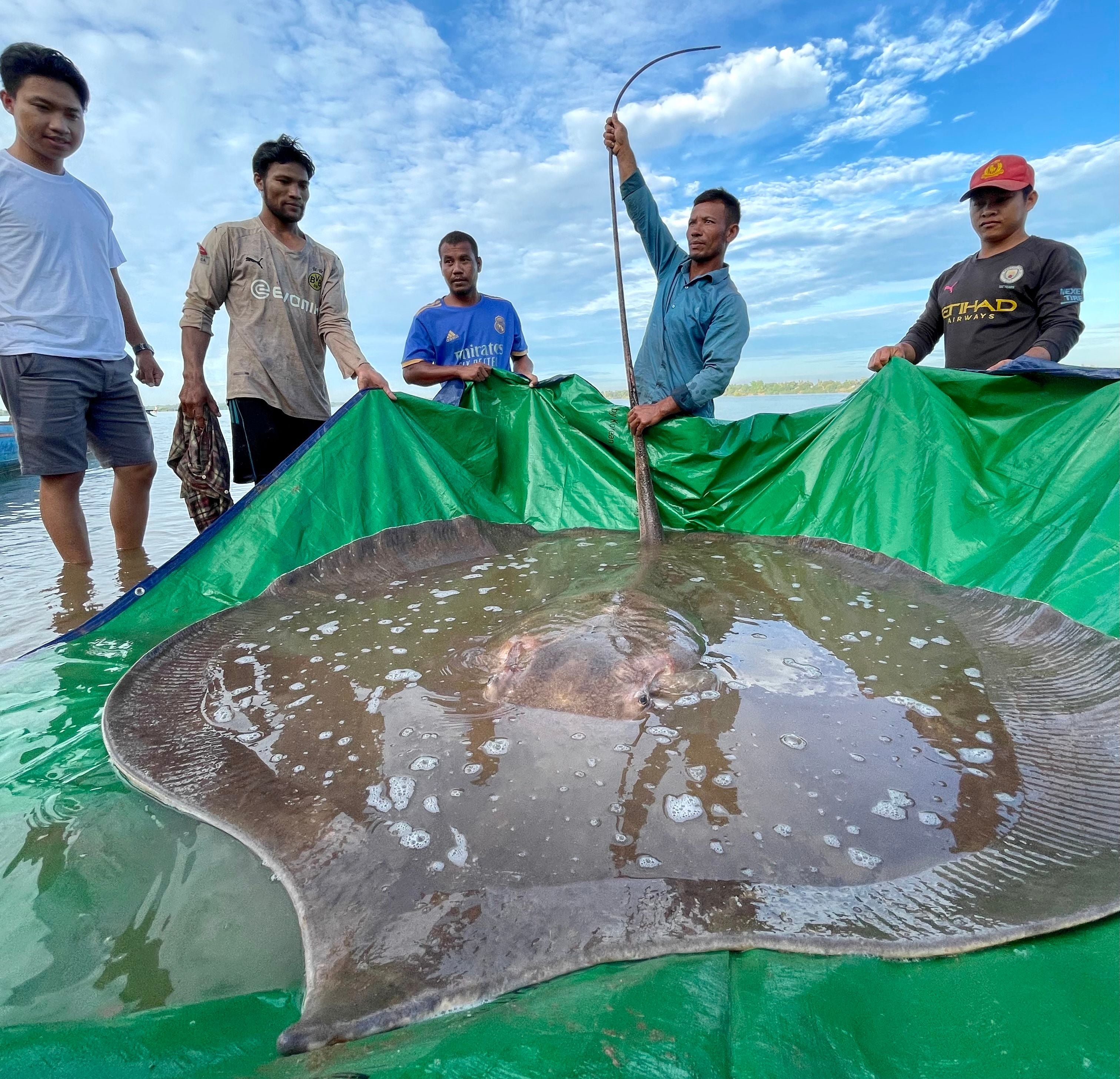 The giant female stingray was caught and released in the Mekong River in Cambodia's Stung Treng province