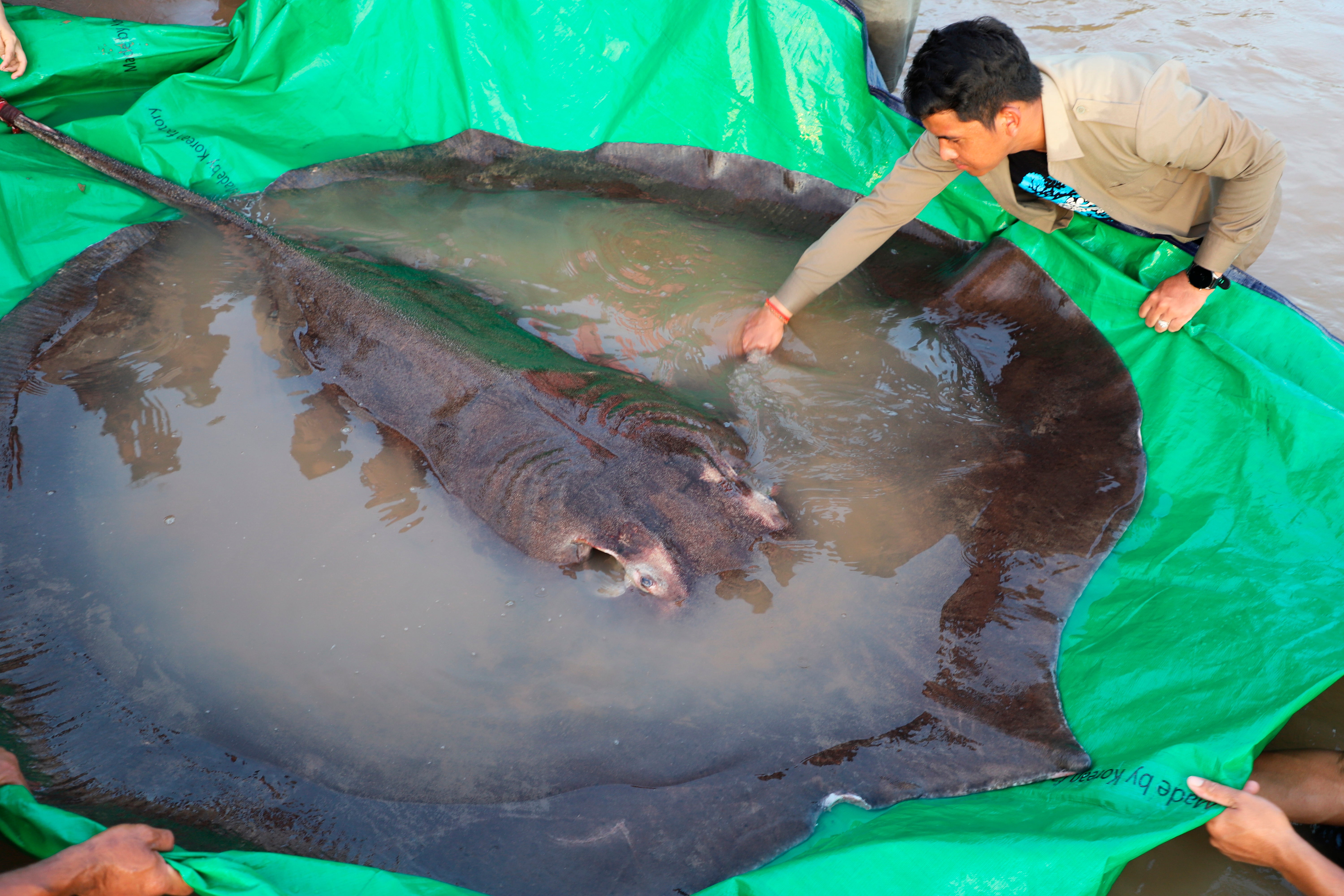 A local fisherman caught the 661-pound (300-kilogram) stingray, which set the record for the world's largest known freshwater fish