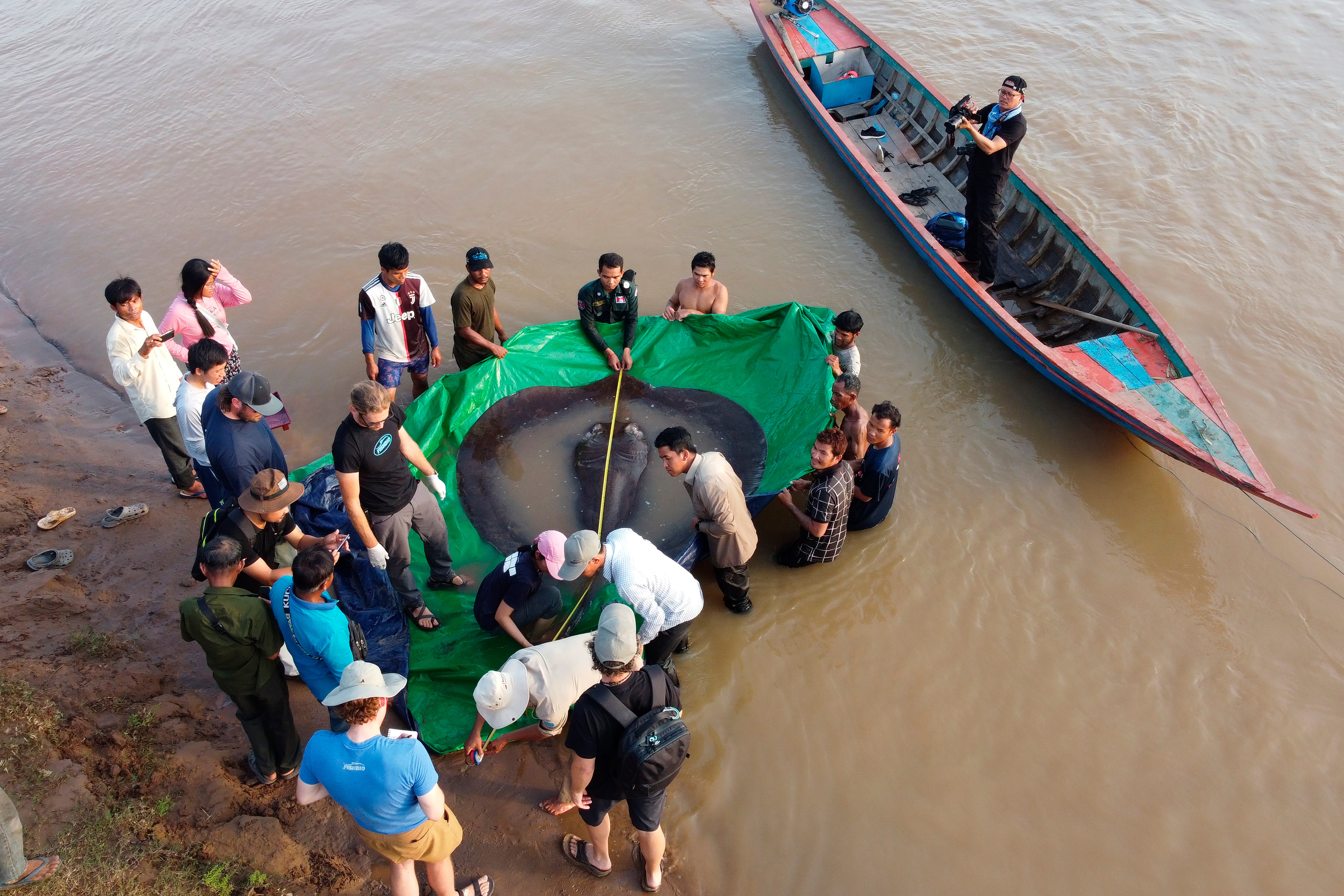 A team of Cambodian and American scientists and researchers, along with Fisheries Administration officials measure the length of a giant freshwater stingray from snout to tail