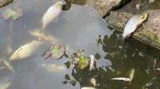 Heatwave causes mass fish death as soaring temperatures leave them ‘gasping for air’