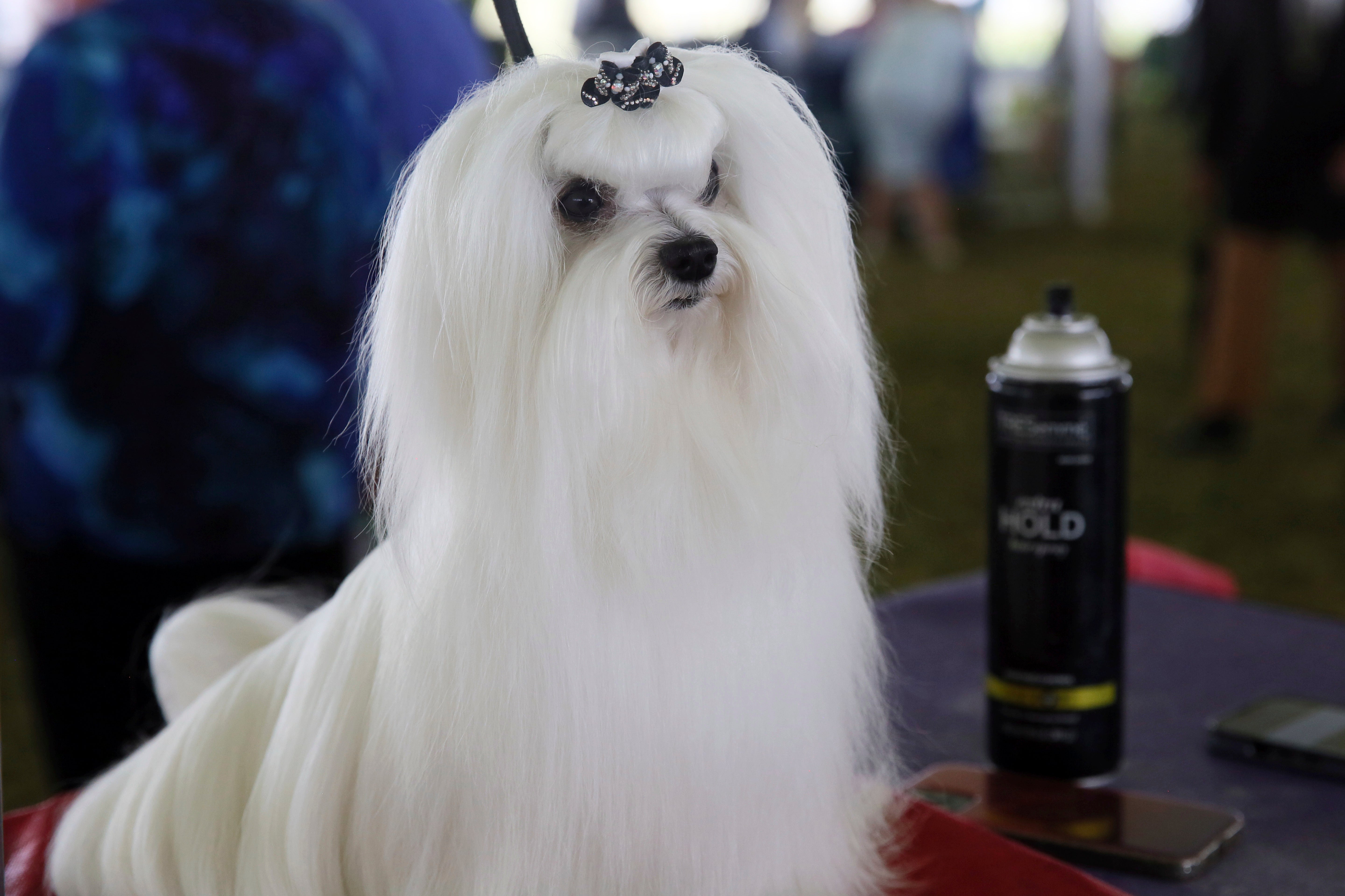 Westminster Dog Show
