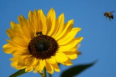 EU Commission proposes cutting pesticides by half by 2030