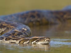 Man faces federal charges after smuggling three pythons in his pants across US-Canada border