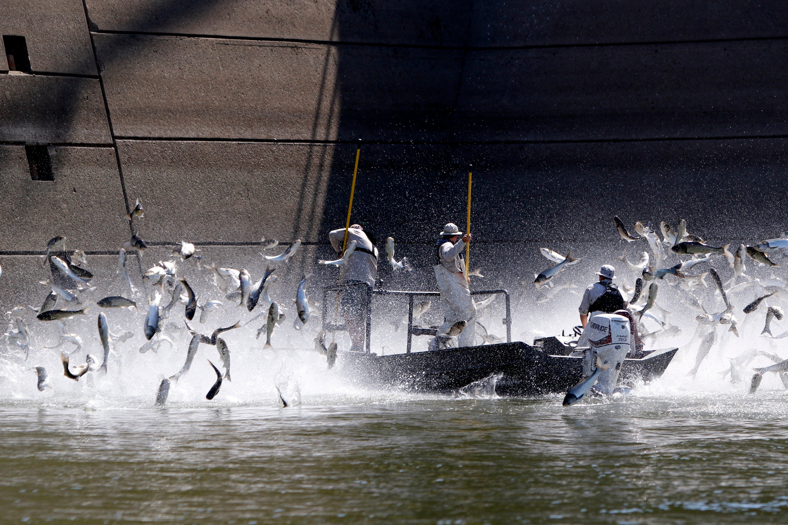 Invasive Carp New Name