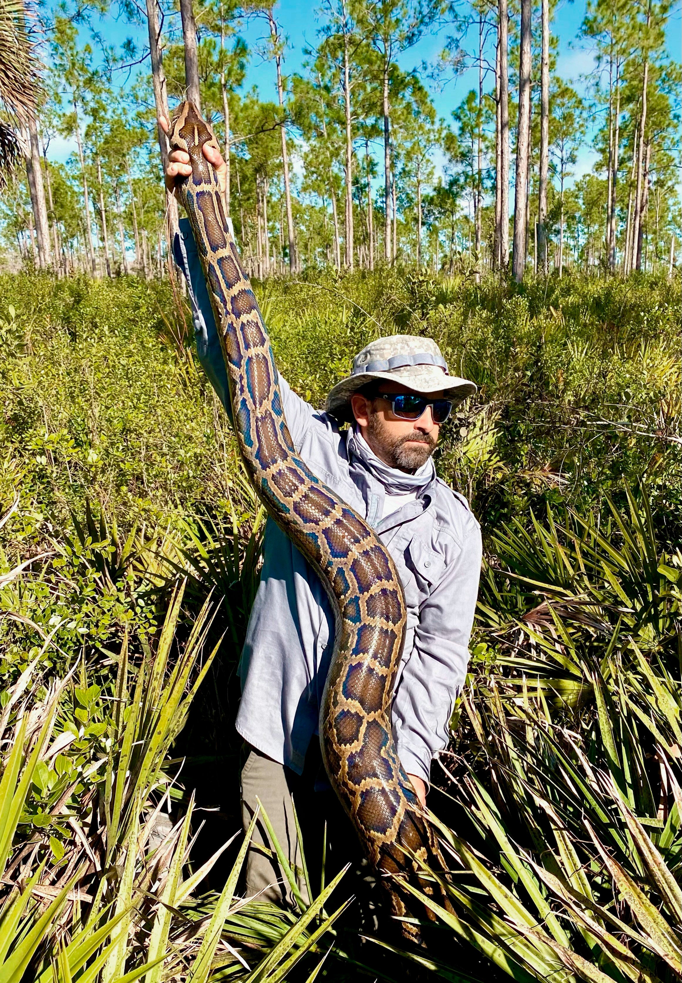 Record-Breaking Python-Florida
