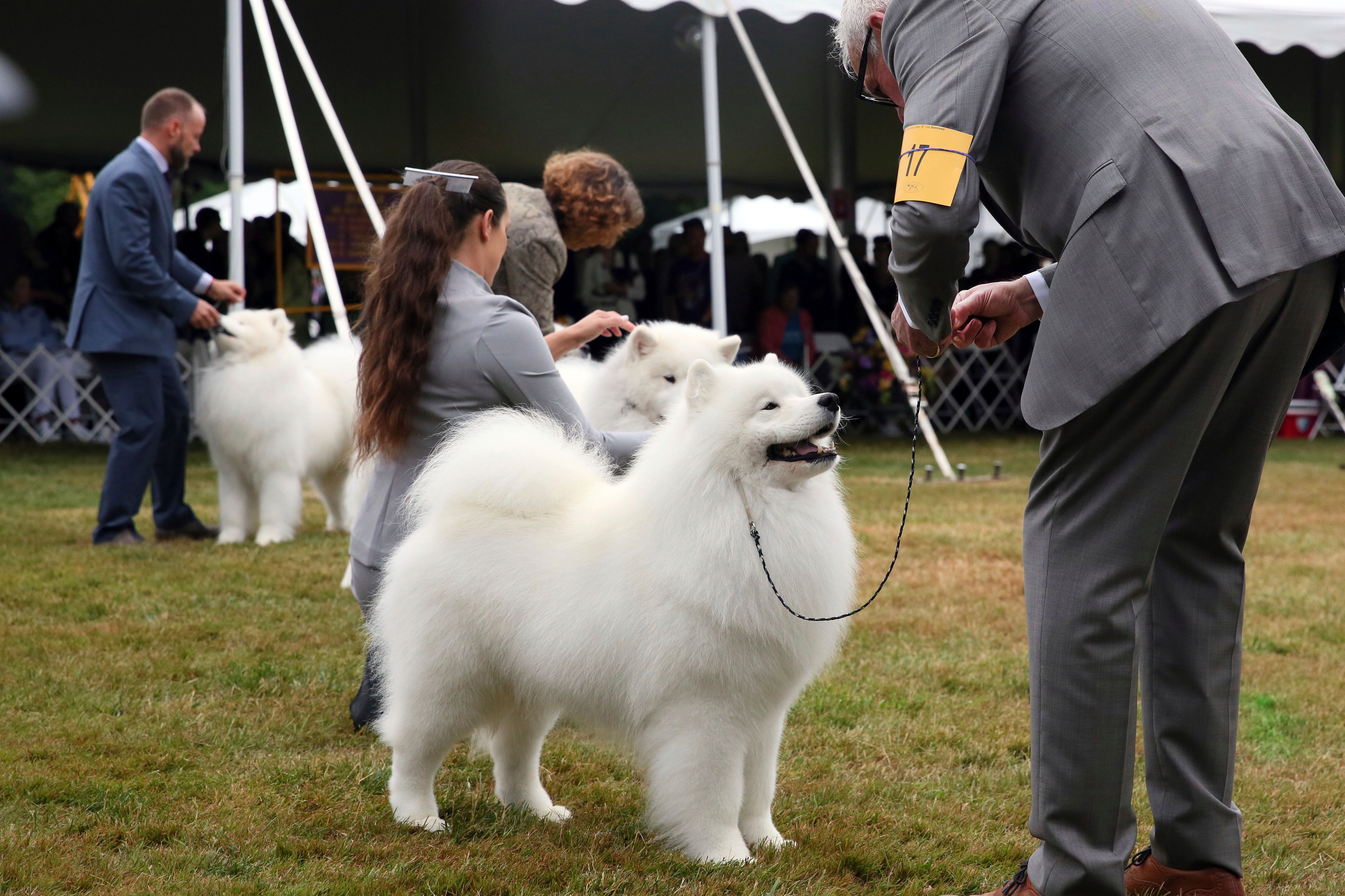 Westminster Dog Show