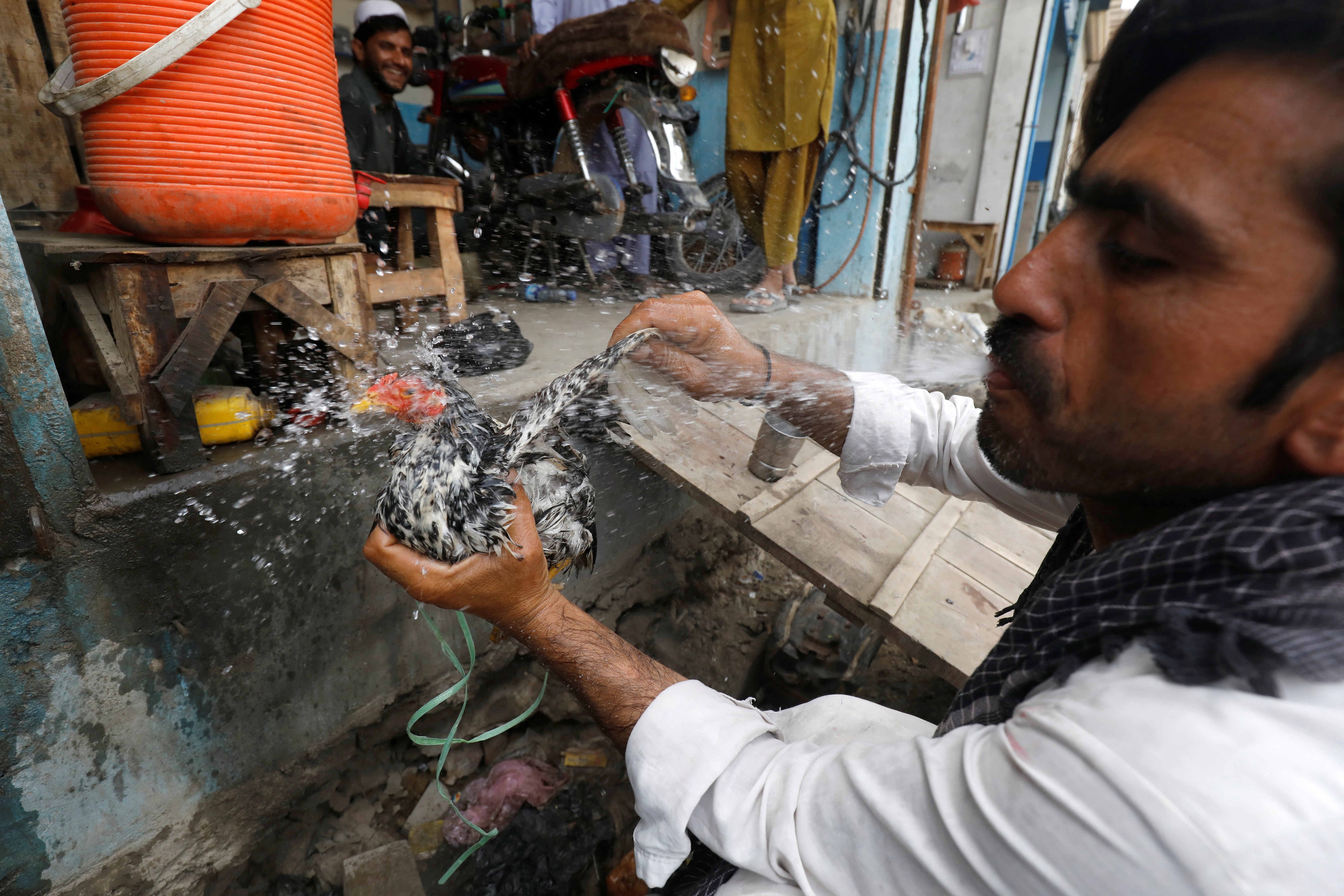 Gulam Mohammad, 37, a vegetable seller, sprays water from his mouth to cool off his chicken