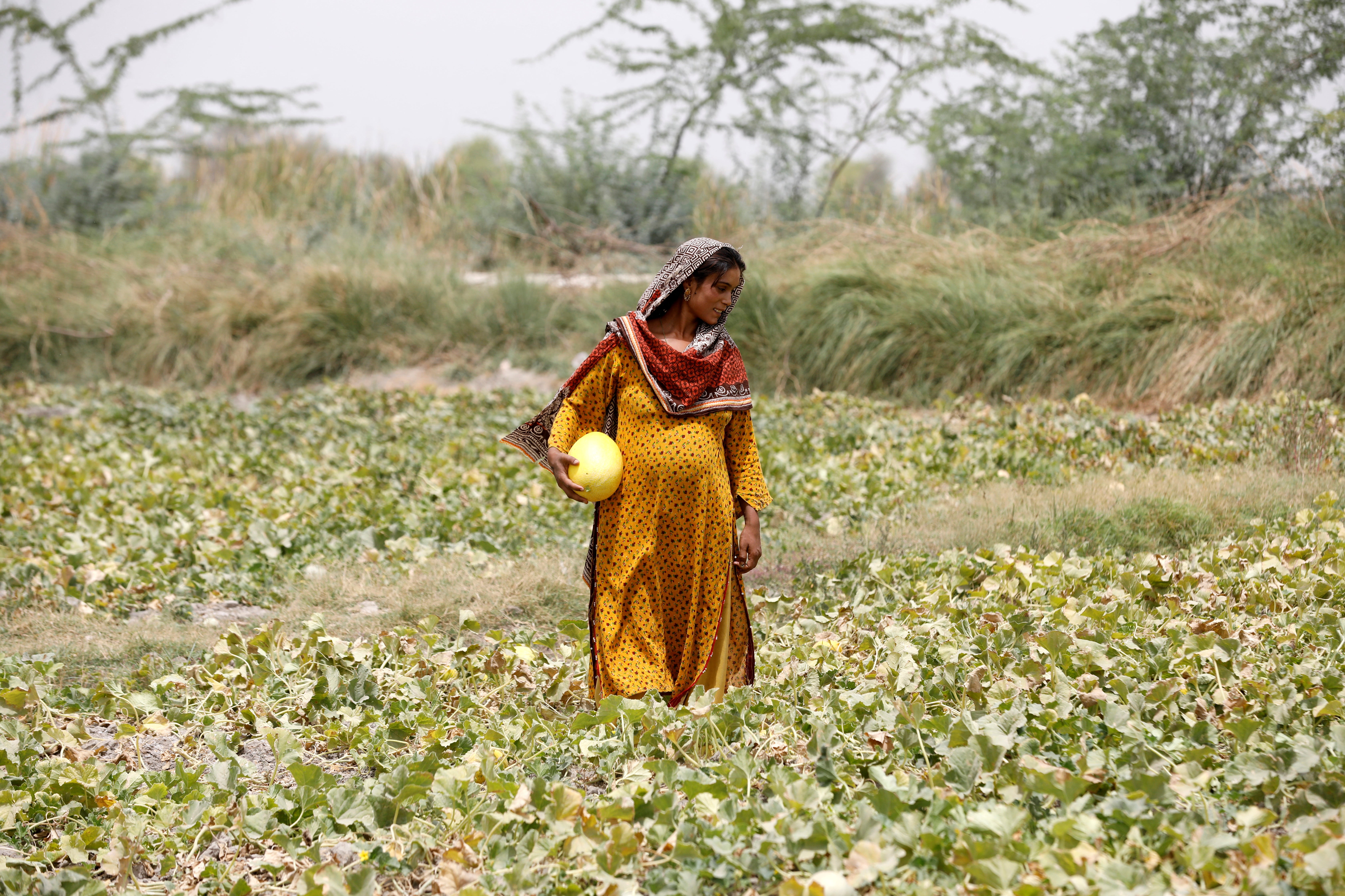 Heavily pregnant Sonari collects muskmelons during a heatwave at a farm on the outskirts of Jacobabad