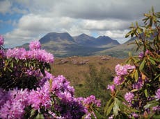 Deadly beautiful: How rhododendrons are threatening the UK’s most vulnerable woodlands