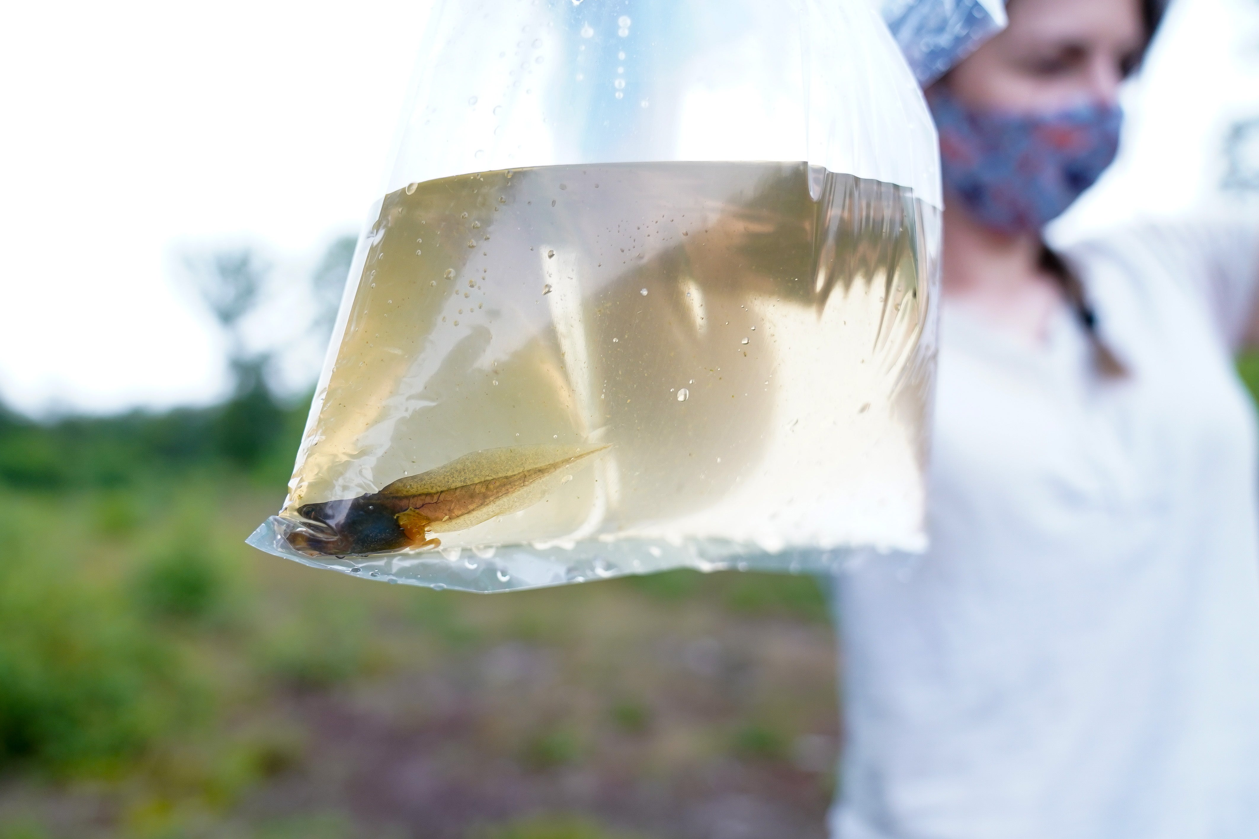 A tadpole (Jacob King/PA)