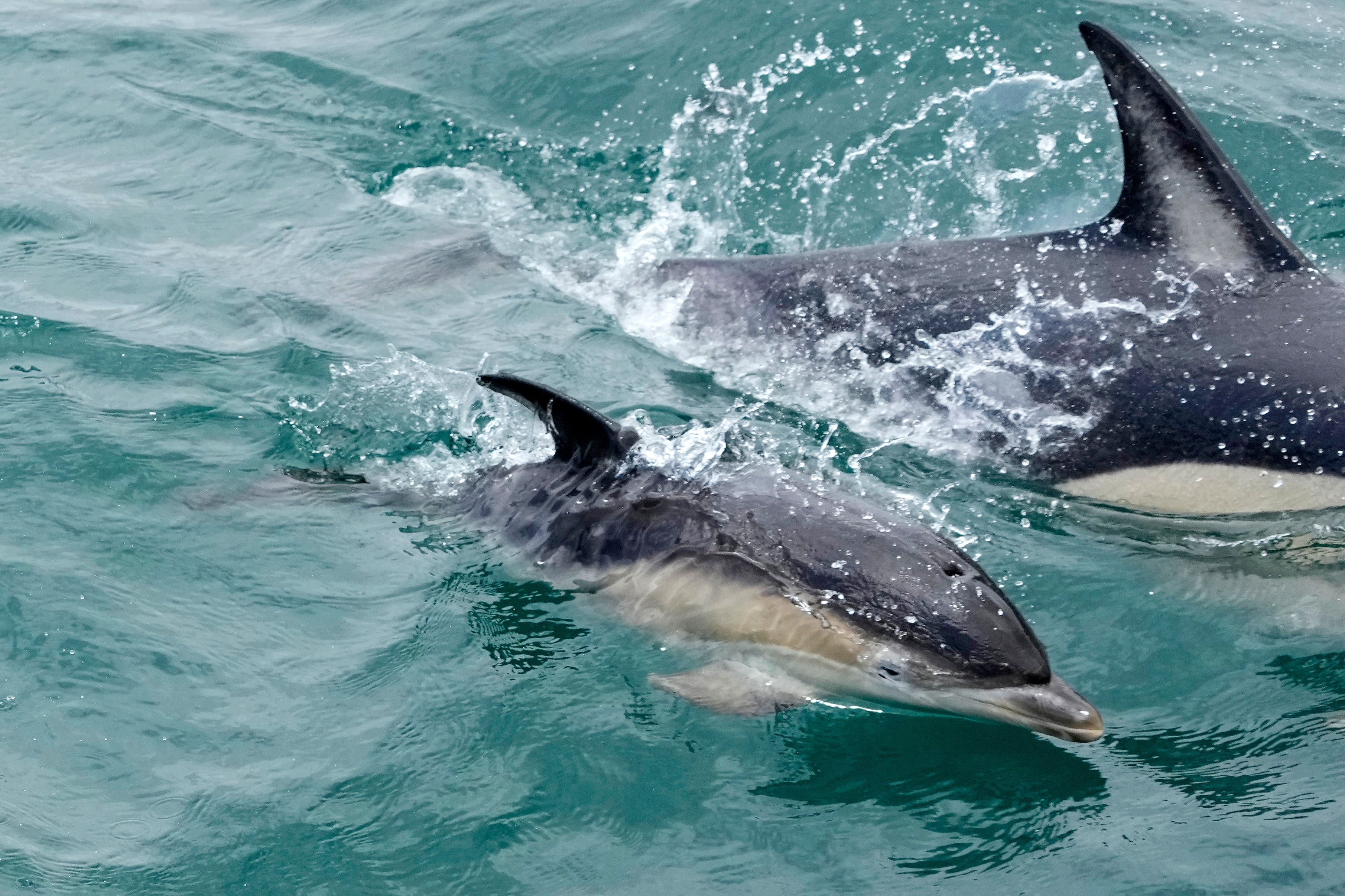 File image: Japan has put up signs warning swimmers to look at the dolphins from afar