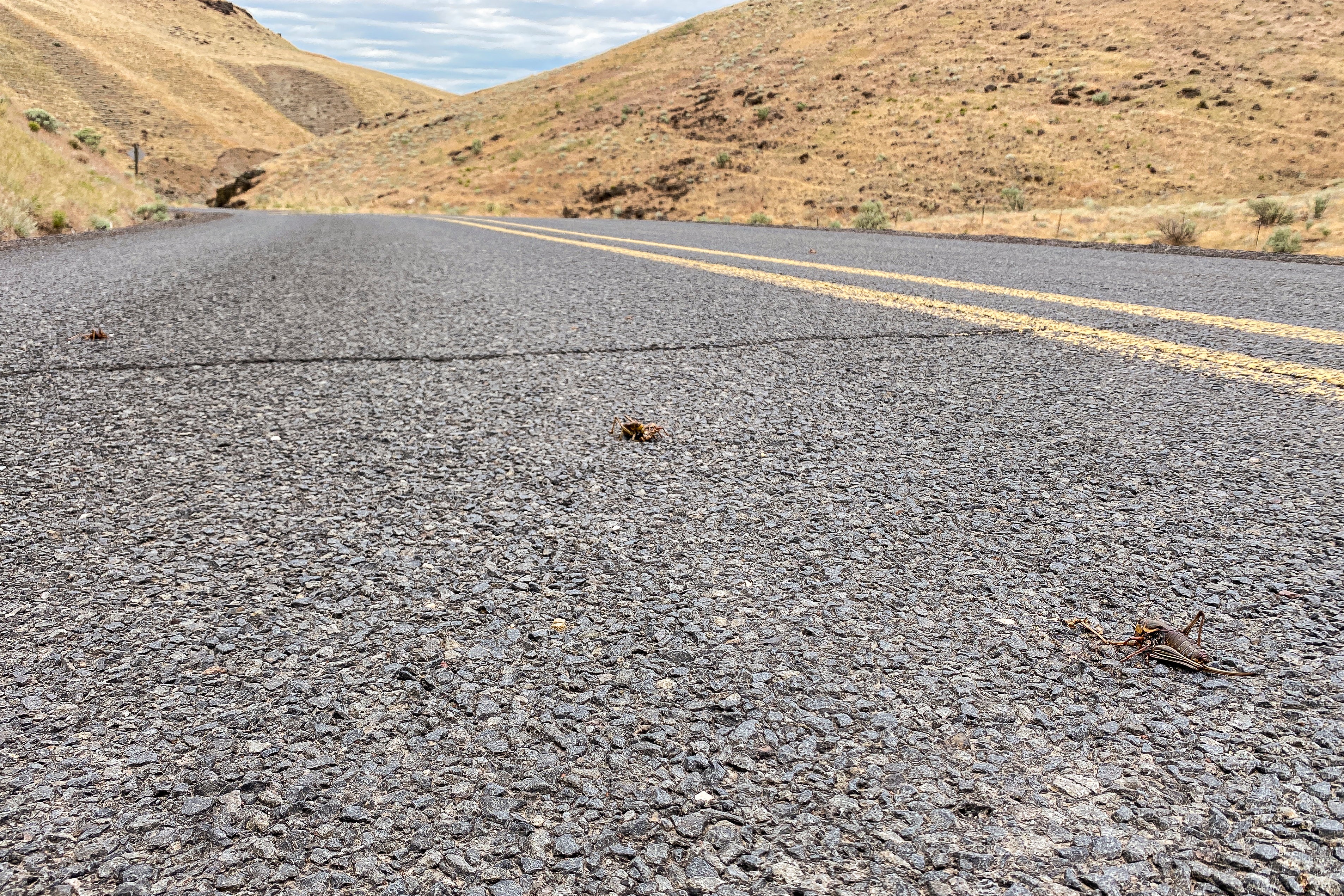 Destructive Grasshoppers