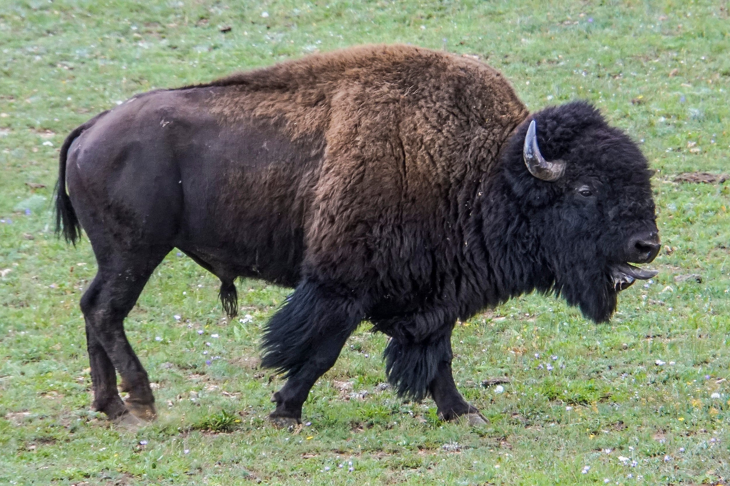 Grand Canyon Bison
