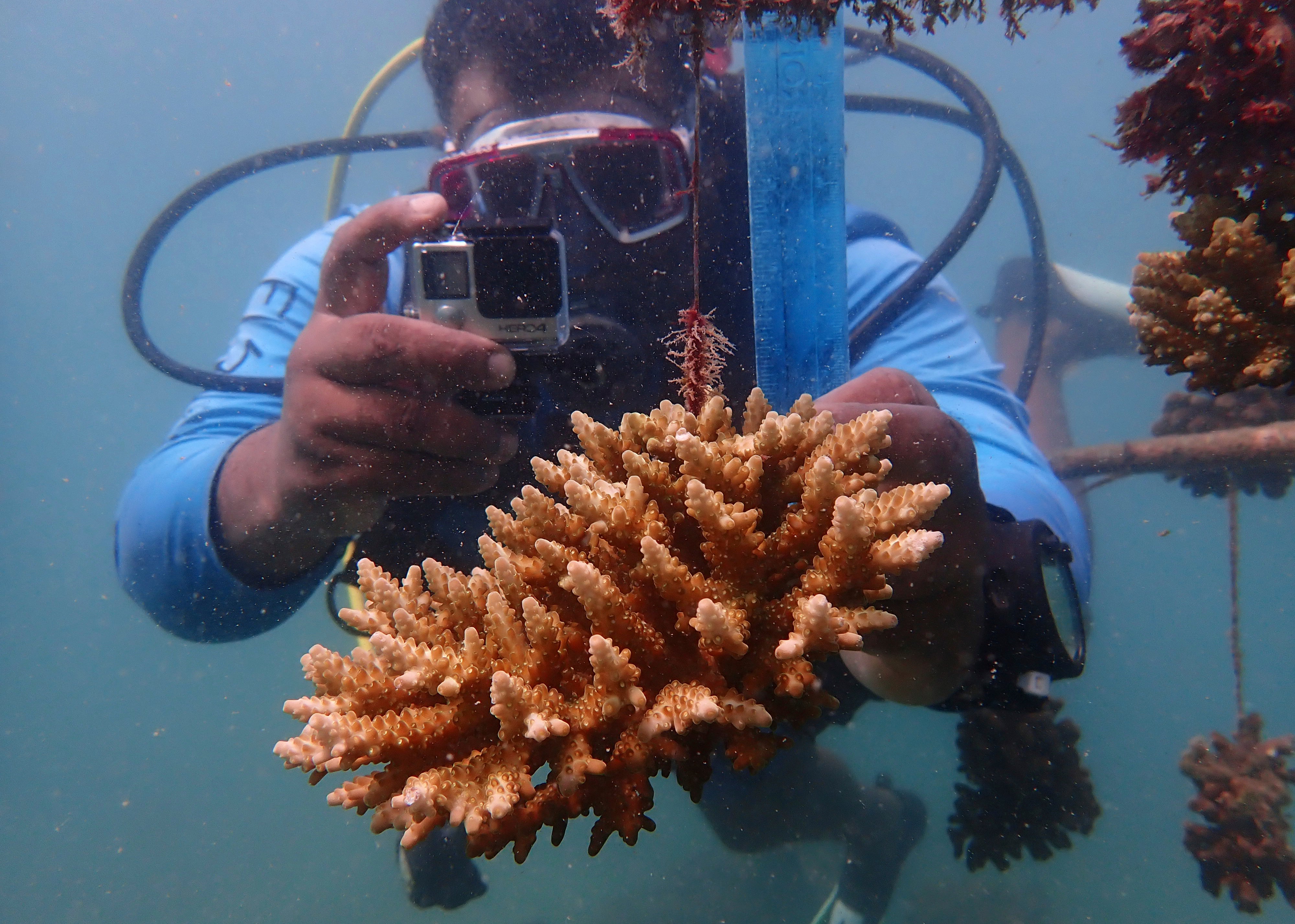 APTOPIX Climate Coral Reefs