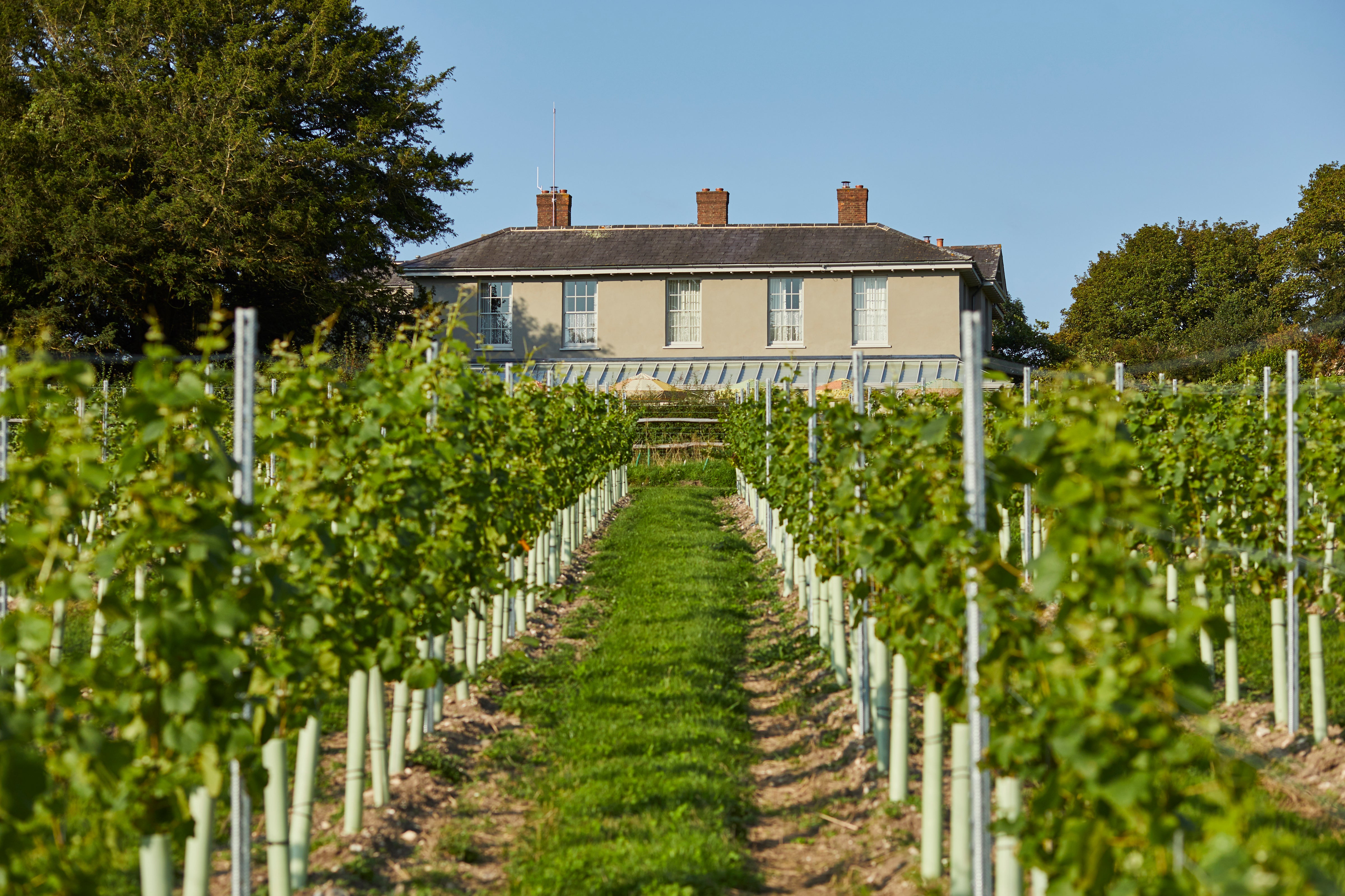 Explore the vineyard at The Pig